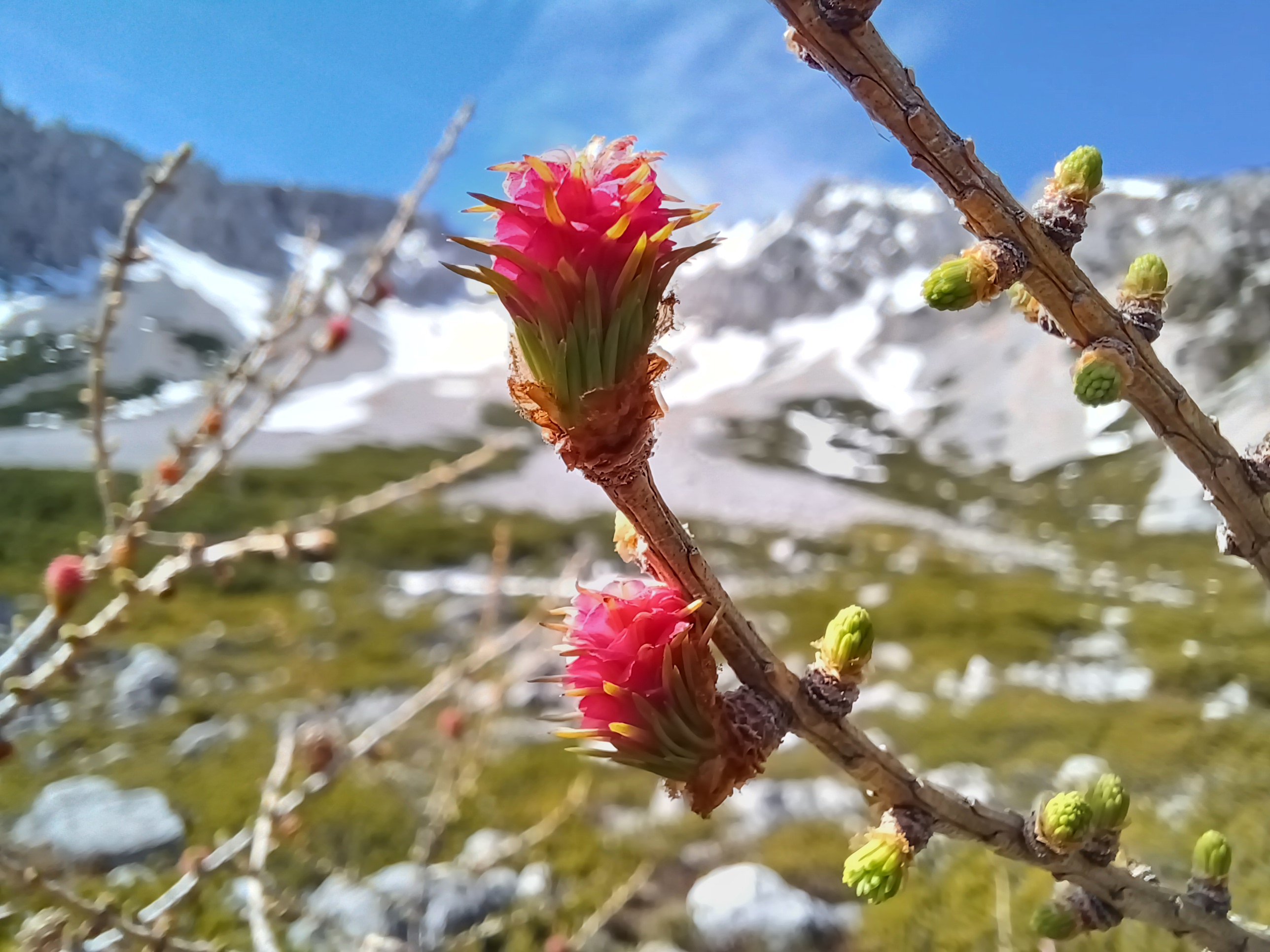 larix decidua breite ries schneeberg 20240406_115817.jpg