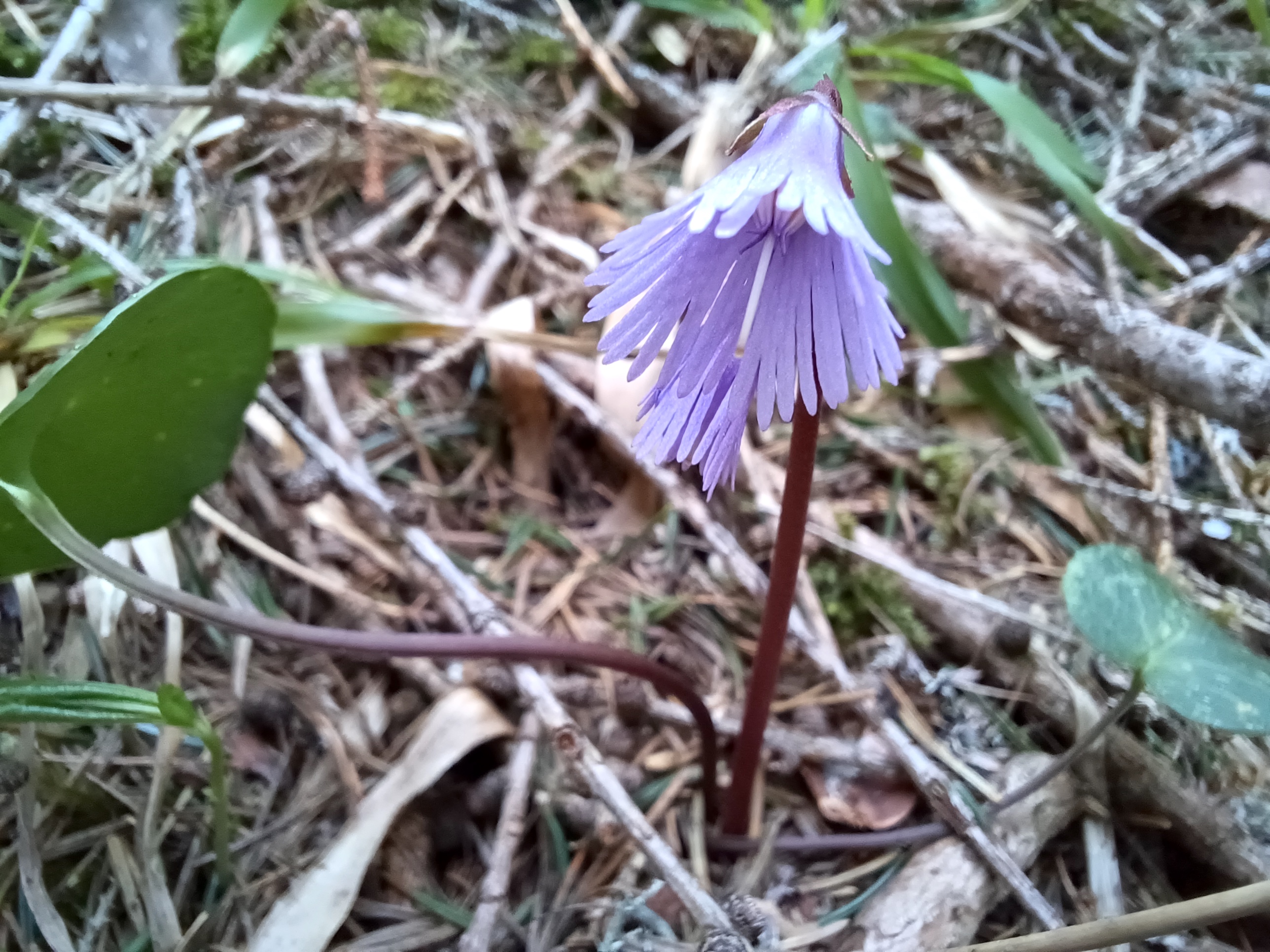 soldanella alpina schneeberg 20240406_124802.jpg