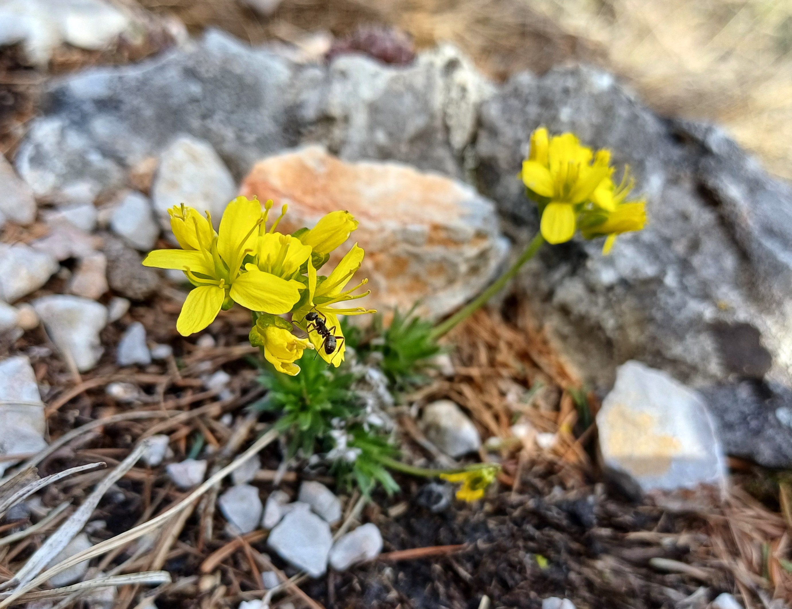 draba aizoides nördlicher grafensteig schneeberg 20240406_123737.jpg