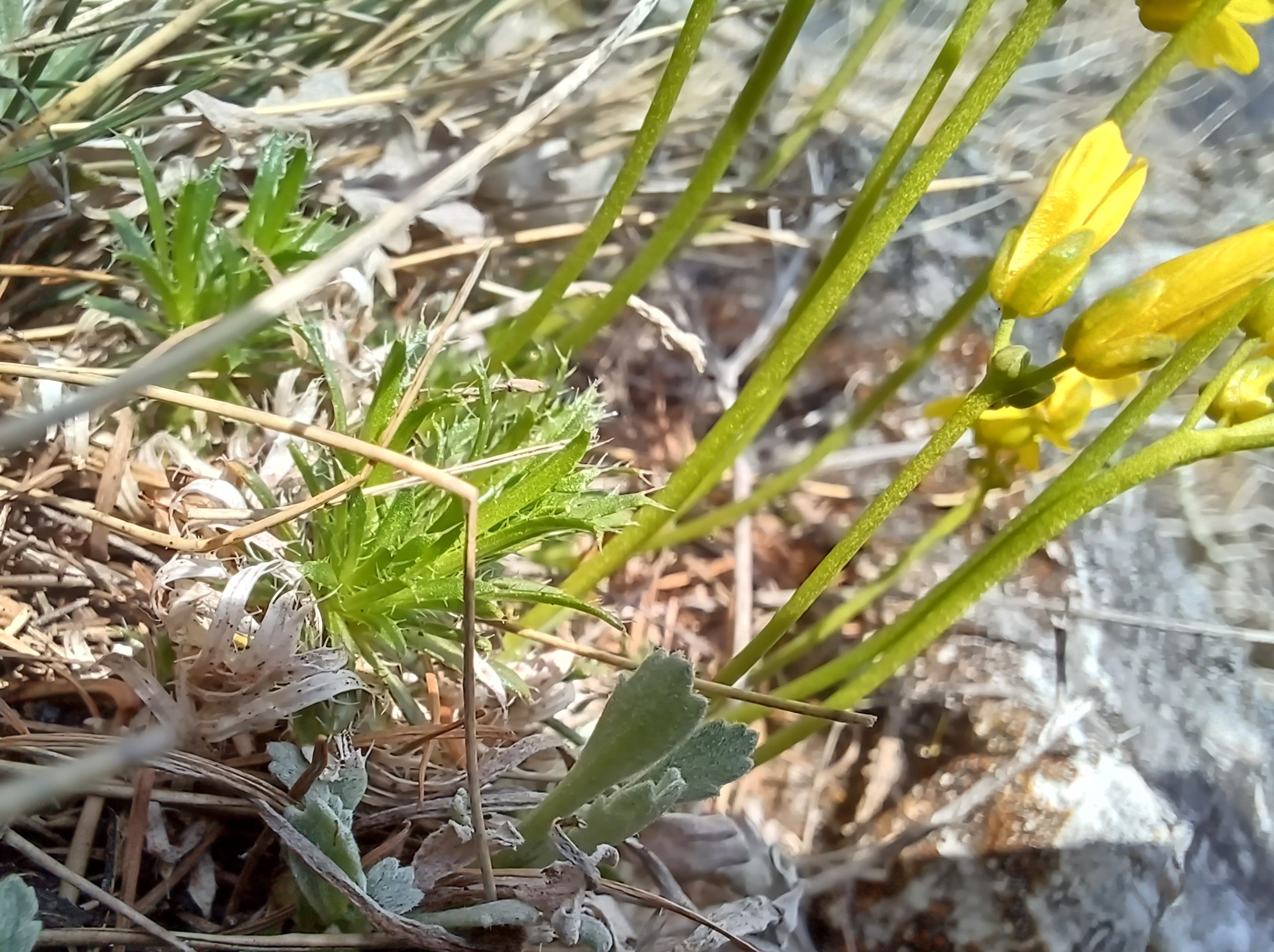 draba aizoides nördlicher grafensteig schneeberg 20240406_123833.jpg