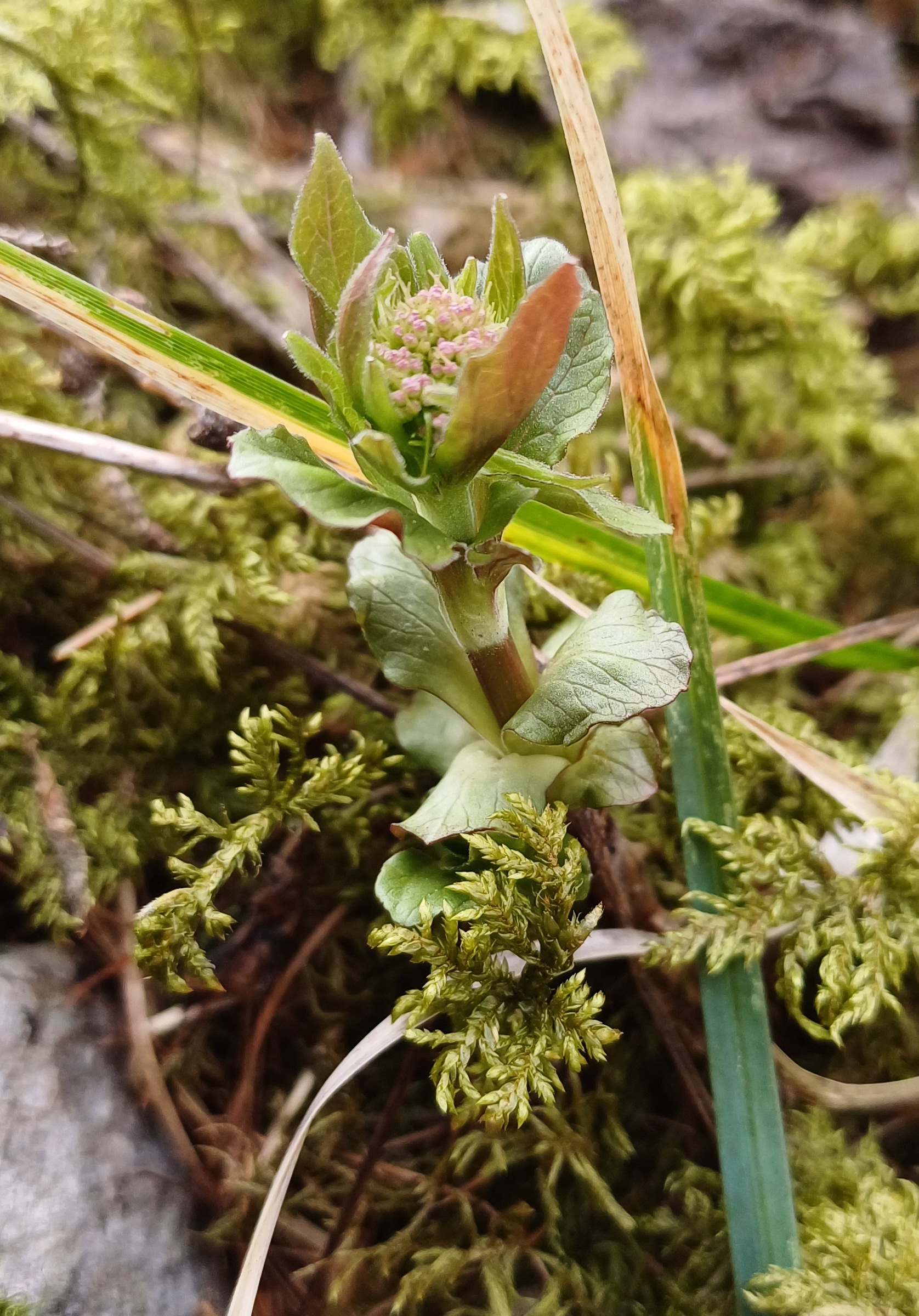 sp. ignota schneeberg 20240406_112643.jpg