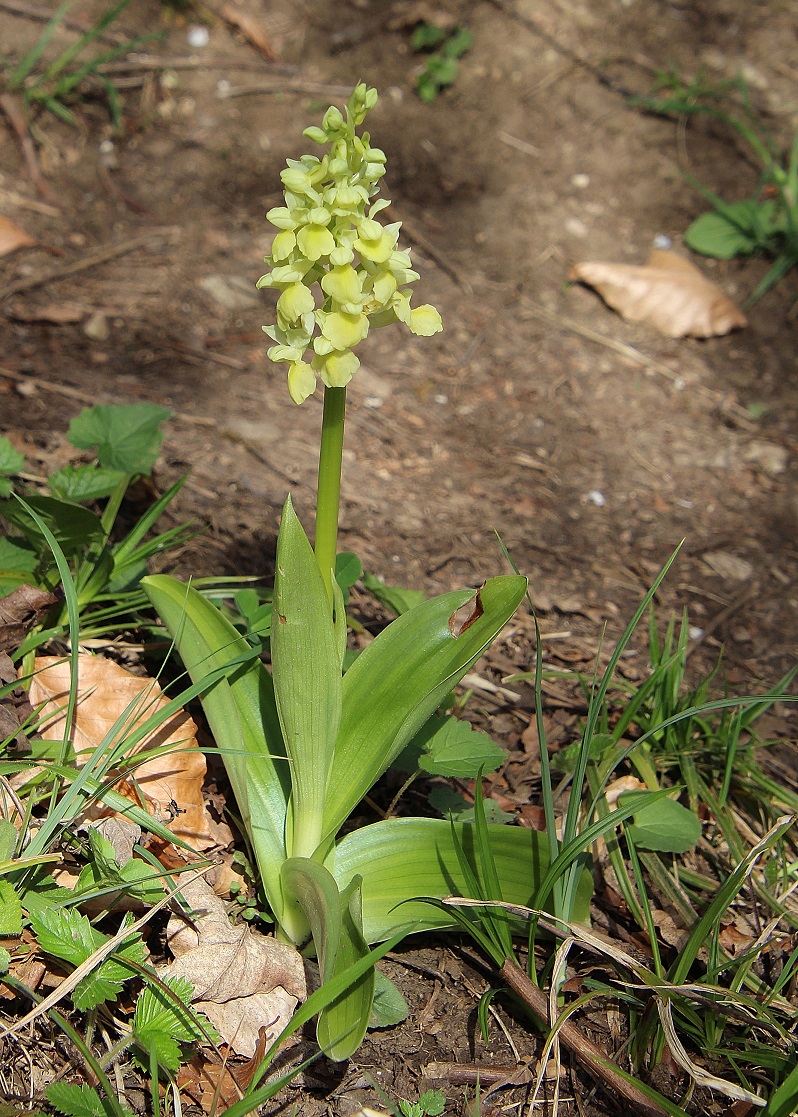 LF - 05042024 - (141) - Orchis pallens - Bleich-Knabenkraut.JPG