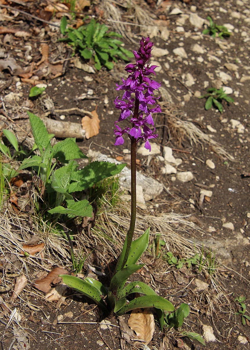 LF - 05042024 - (139) - Orchis mascula ssp. speciosa - Prächtiges Manns-Knabenkraut.JPG