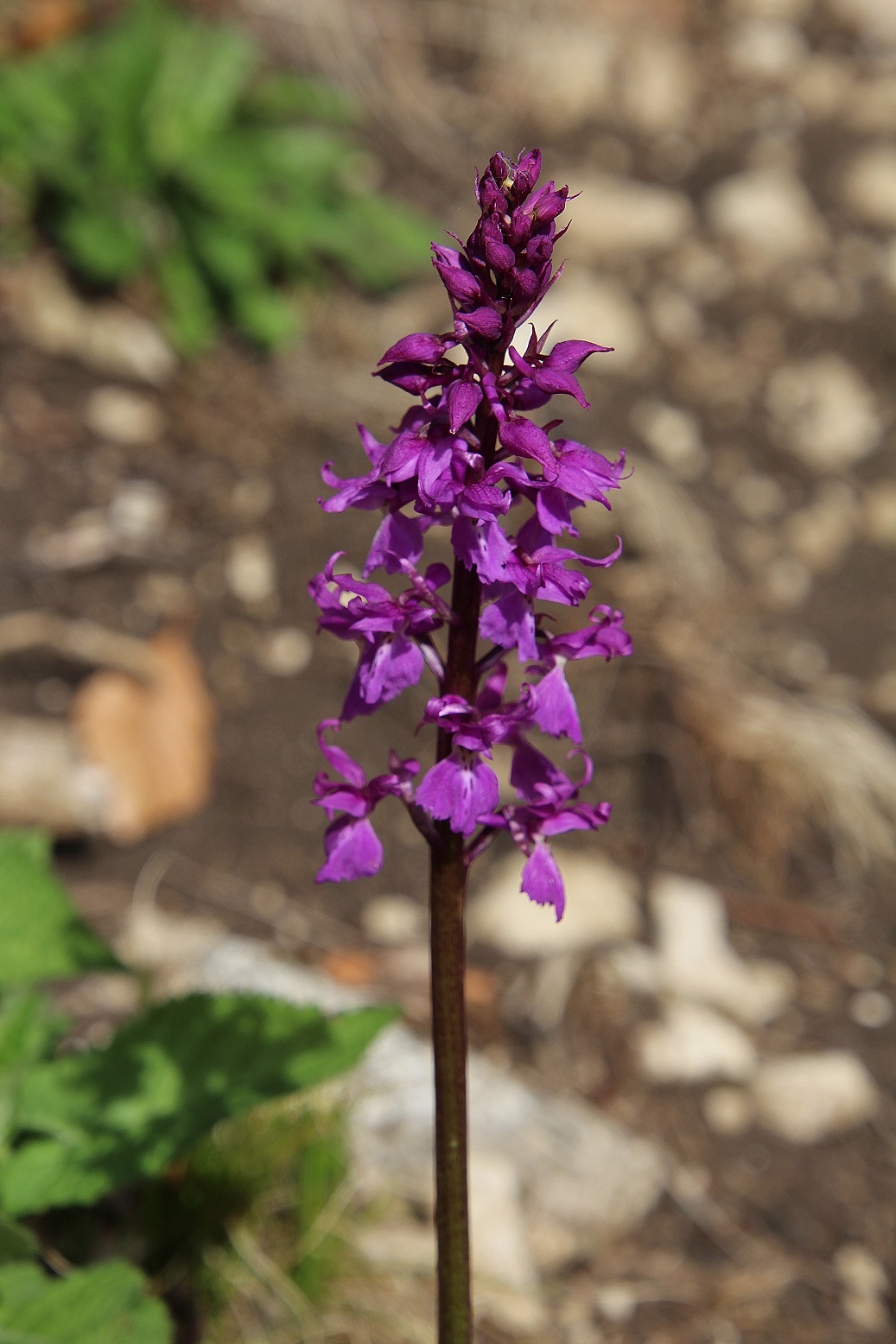 LF - 05042024 - (140) - Orchis mascula ssp. speciosa - Prächtiges Manns-Knabenkraut.JPG