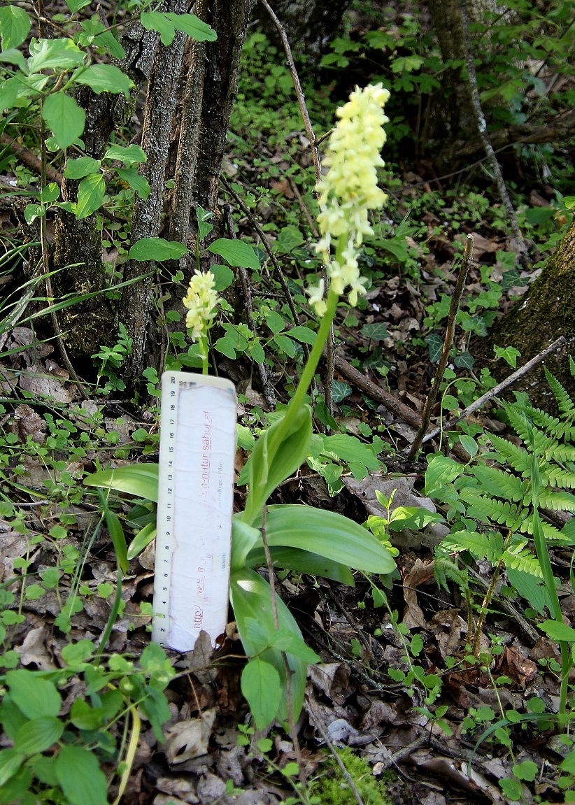 BG - D - 06042024 - (23) - - Orchis pallens - Bleich-Knabenkraut.JPG