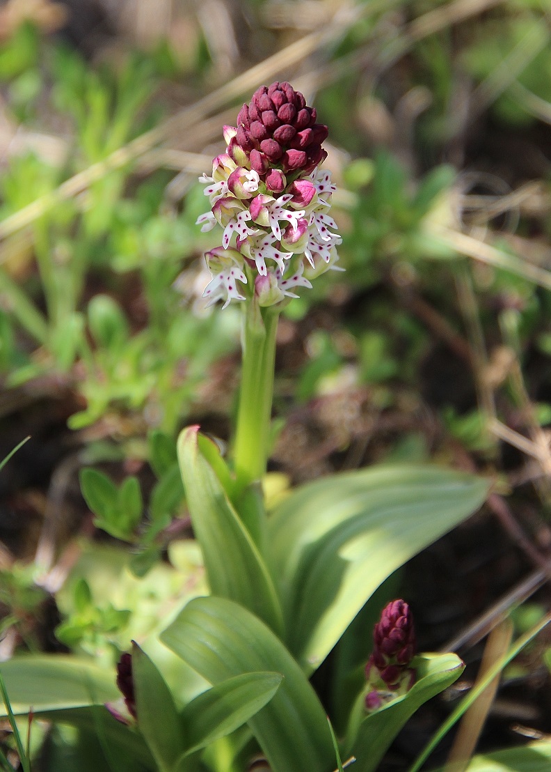 Bg - 06042024 - (6) - Neotinea ustulata - Brand-Keuschständel.JPG