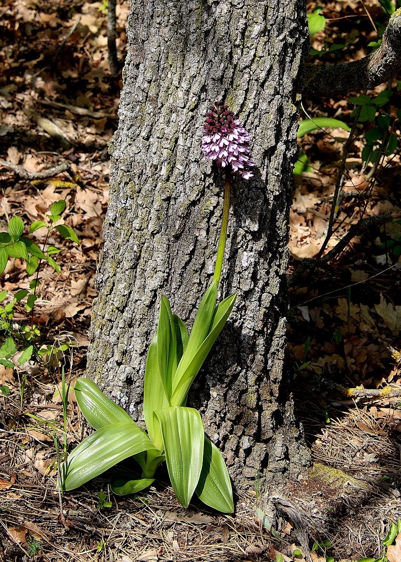 BG - 06042024 - (27) -  - Orchis purpurea - Purpur-Knabenkraut.JPG
