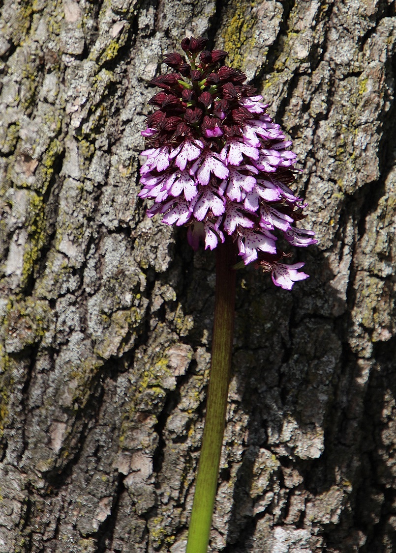 Bg - 06042024 - (28) - - Orchis purpurea - Purpur-Knabenkraut.JPG