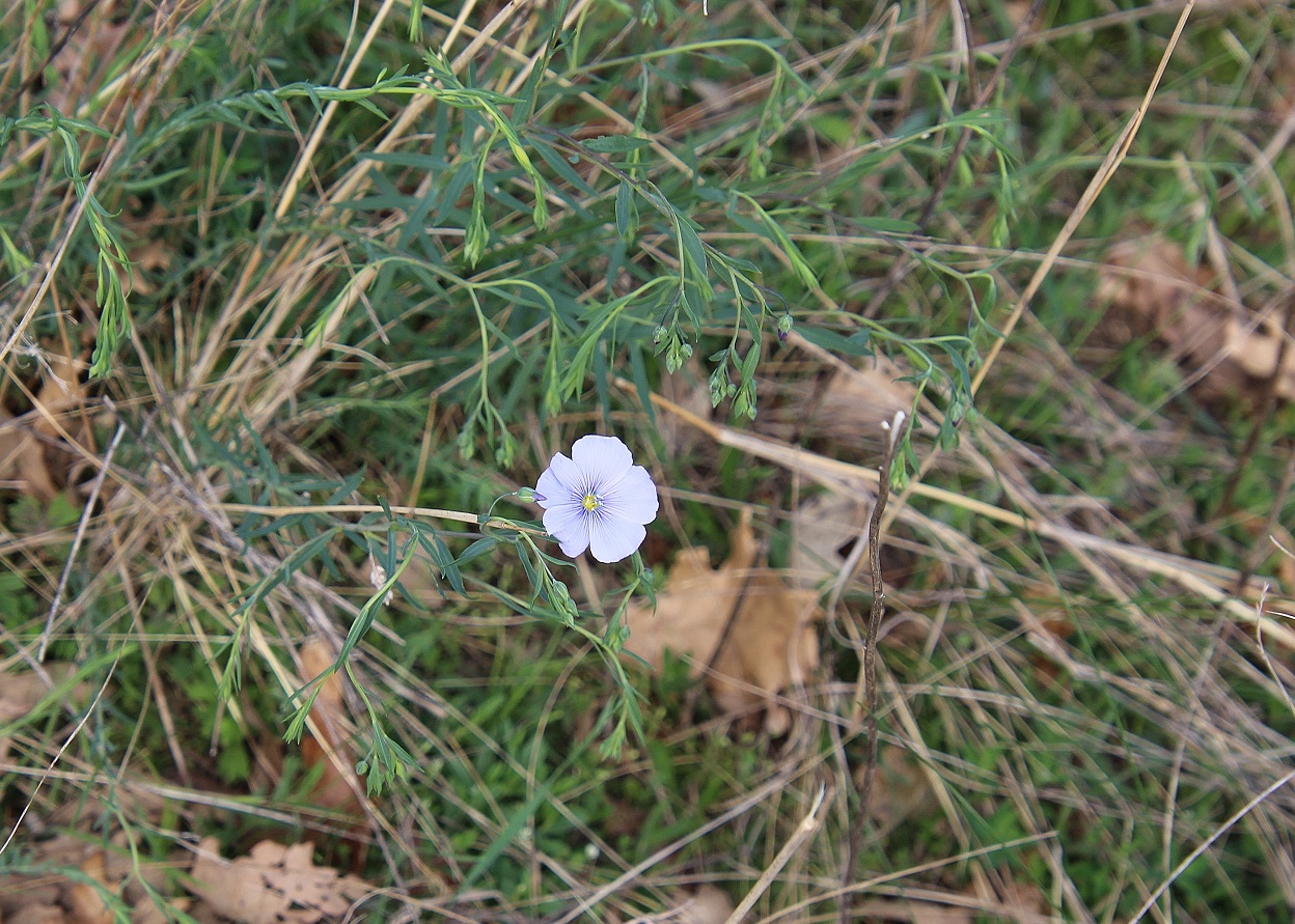 BG - 06042024 - (157) - Linum austriacum - Österreich-Lein.JPG