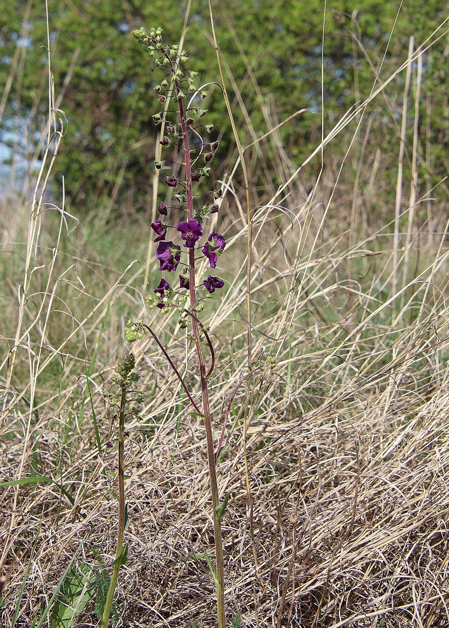 BG - 06042024 - (162) - Verbascum phoeniceum - Purpur-Königskerze.JPG