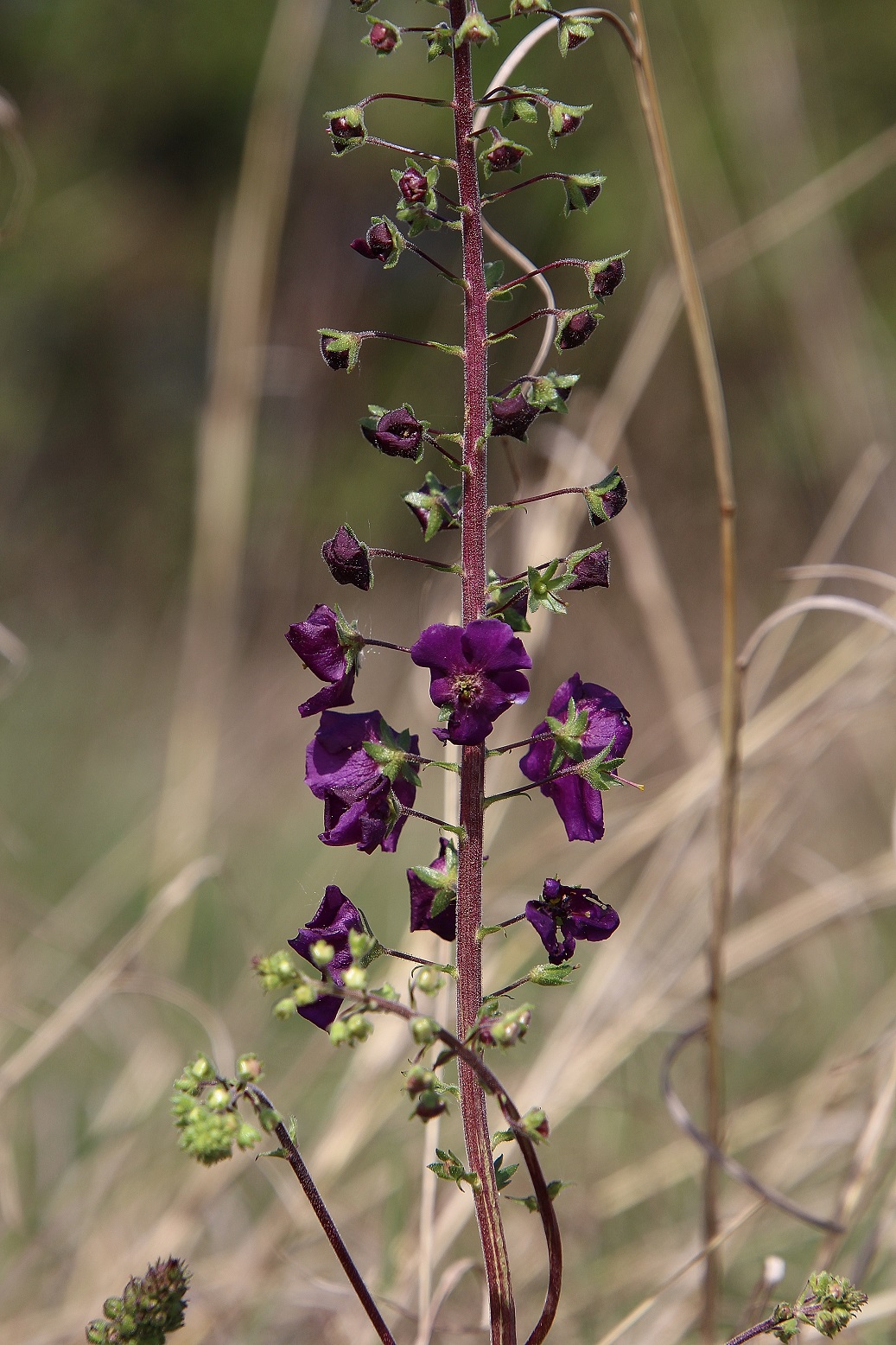 BG - 06042024 - (163) - Verbascum phoeniceum - Purpur-Königskerze.JPG