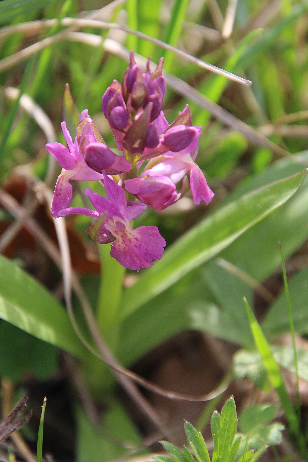 Kltg - 08042024 - (20) -  Dactylorhiza sambucina - Holunder-Fingerwurz.JPG