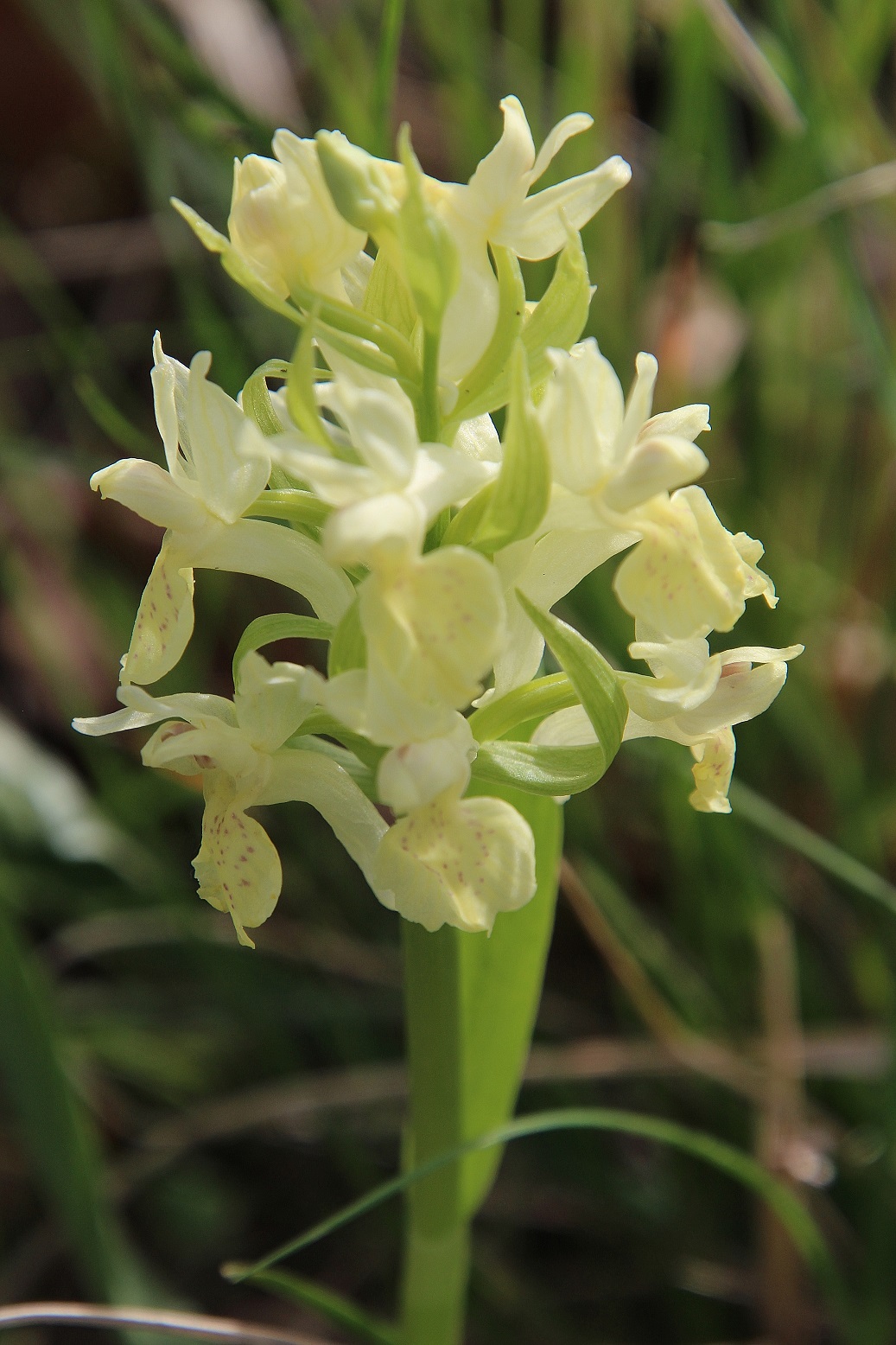 Kltg - 08042024 - (21) -  Dactylorhiza sambucina - Holunder-Fingerwurz.JPG