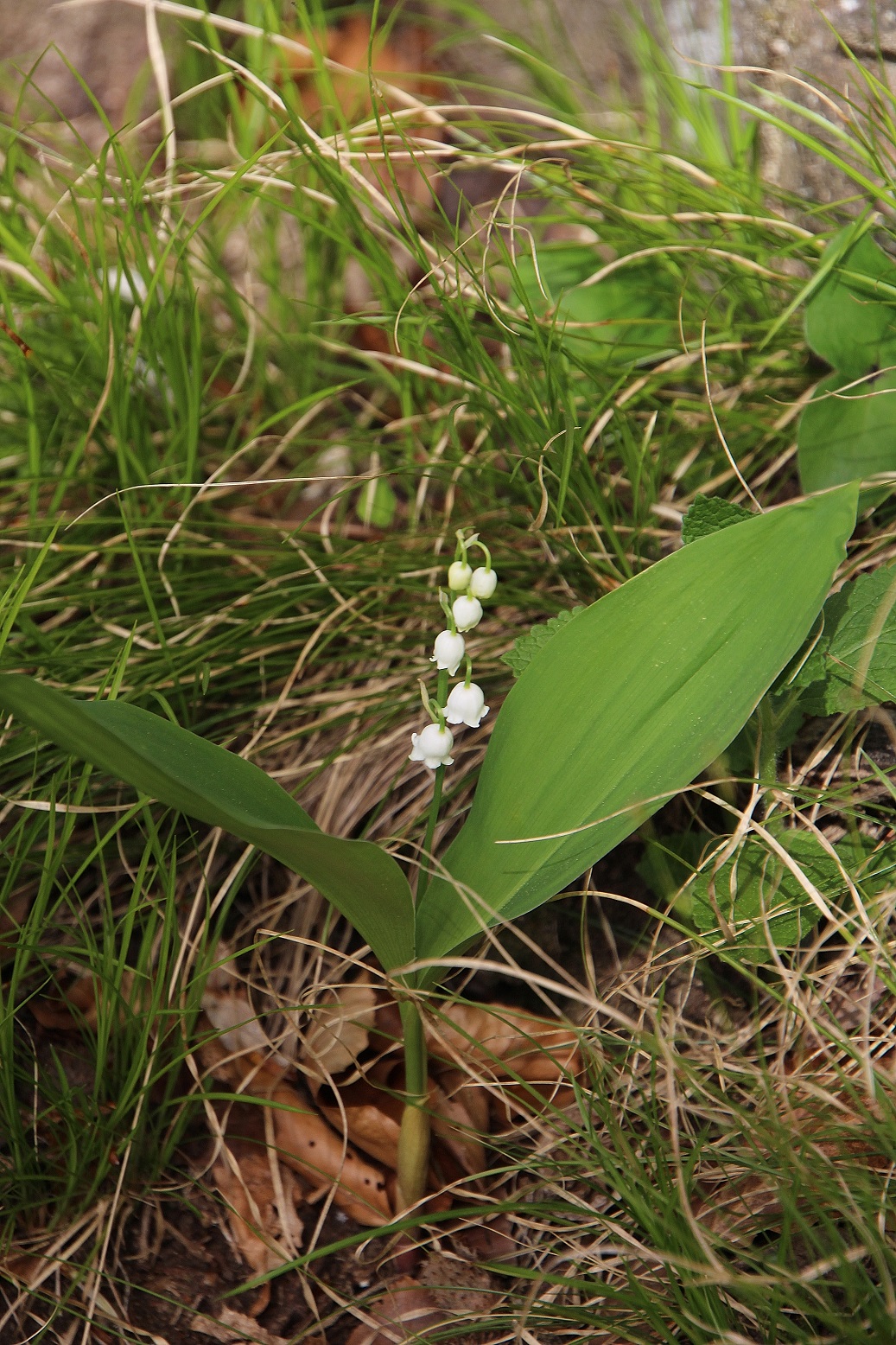 Kltg - 08042024 - (12) - Convallaria majalis - Maiglöckchen.JPG