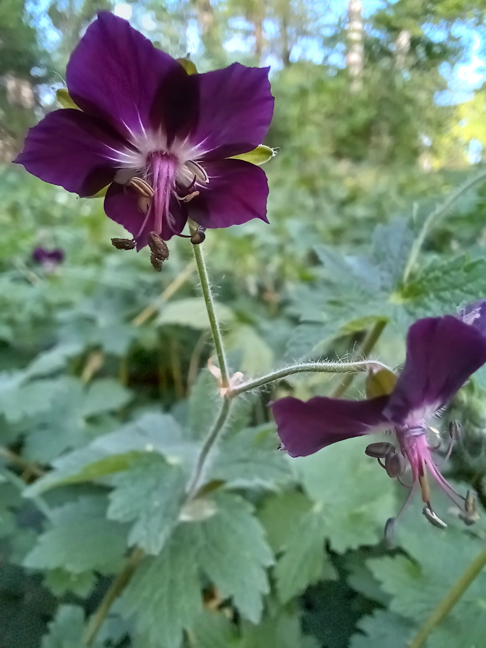 geranium phaeum subsp. phaeum harrachpark bruck an der leitha 20240412_093506.jpg