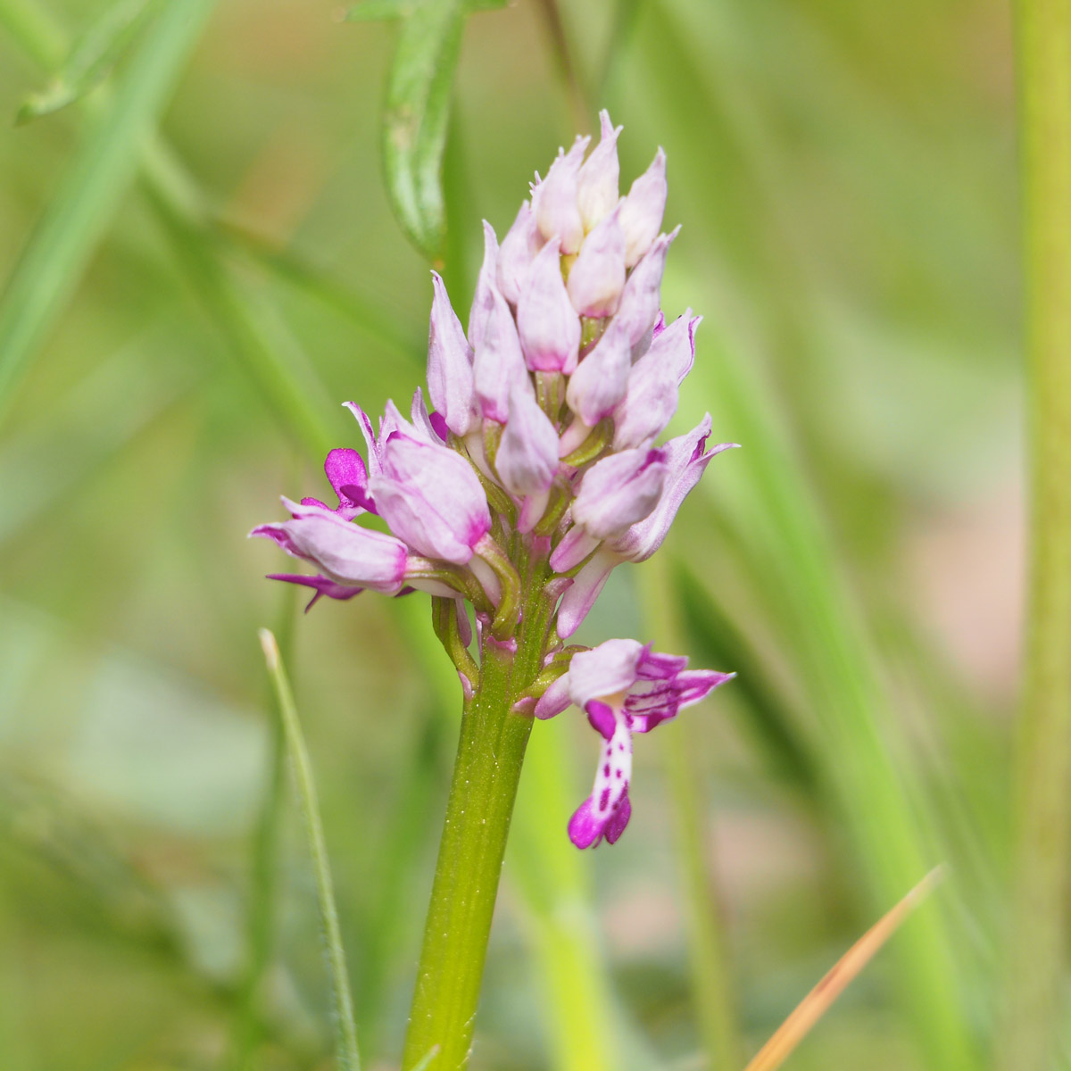 Orchis militaris_rohrbach.jpg