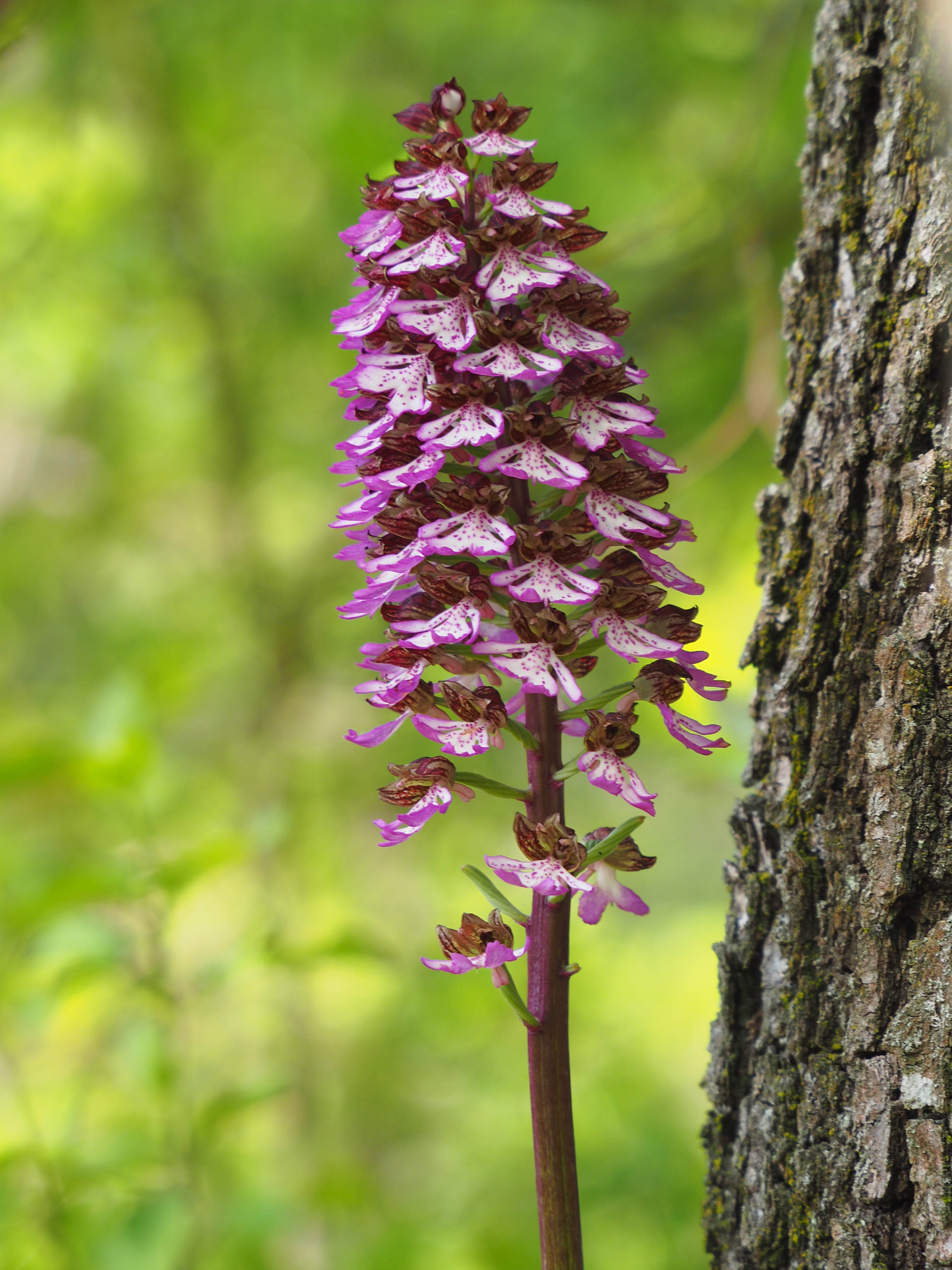 Orchis purpurea2_stgeorgen.jpg