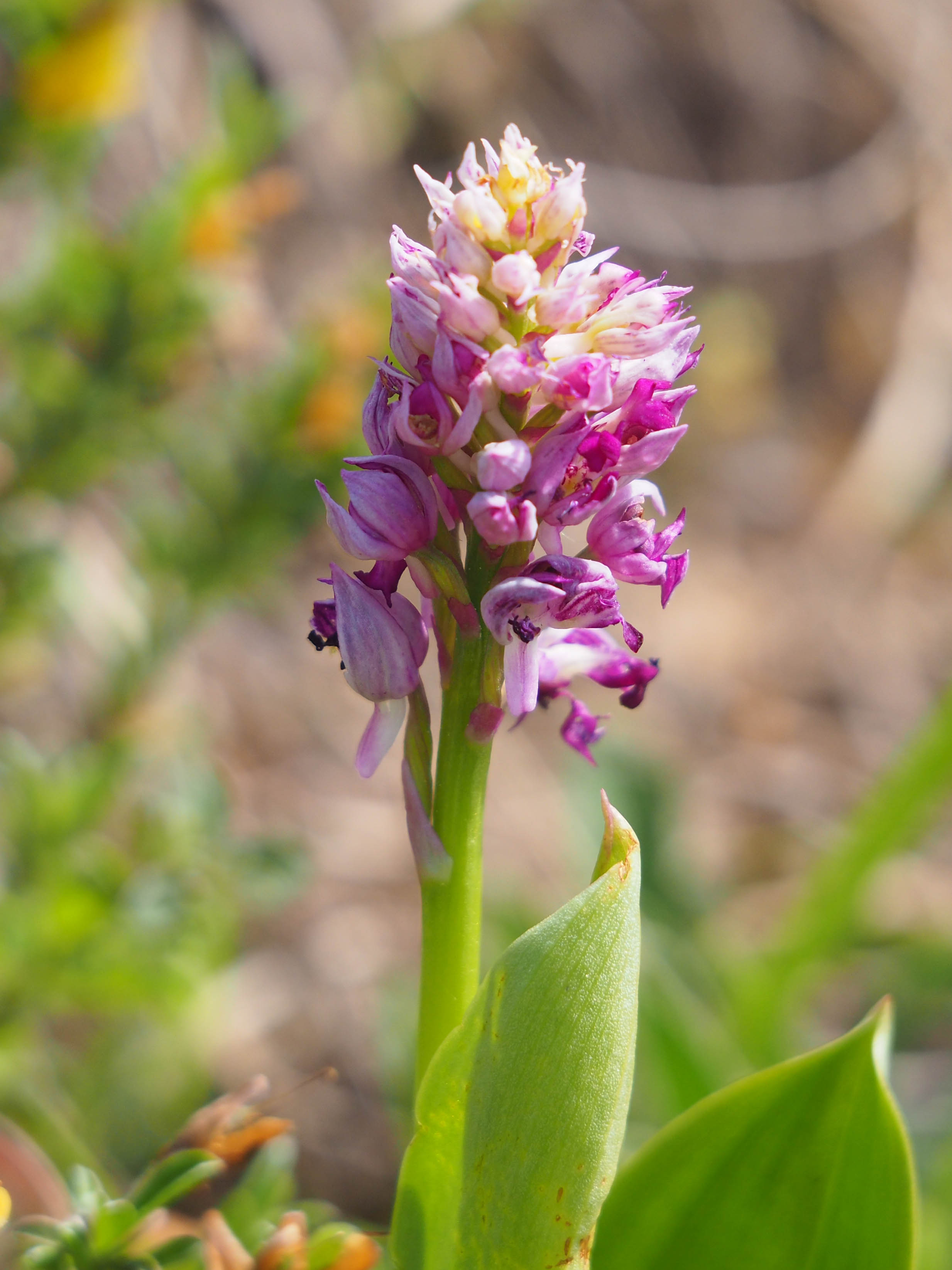 Orchis militaris_stgeorgen.jpg