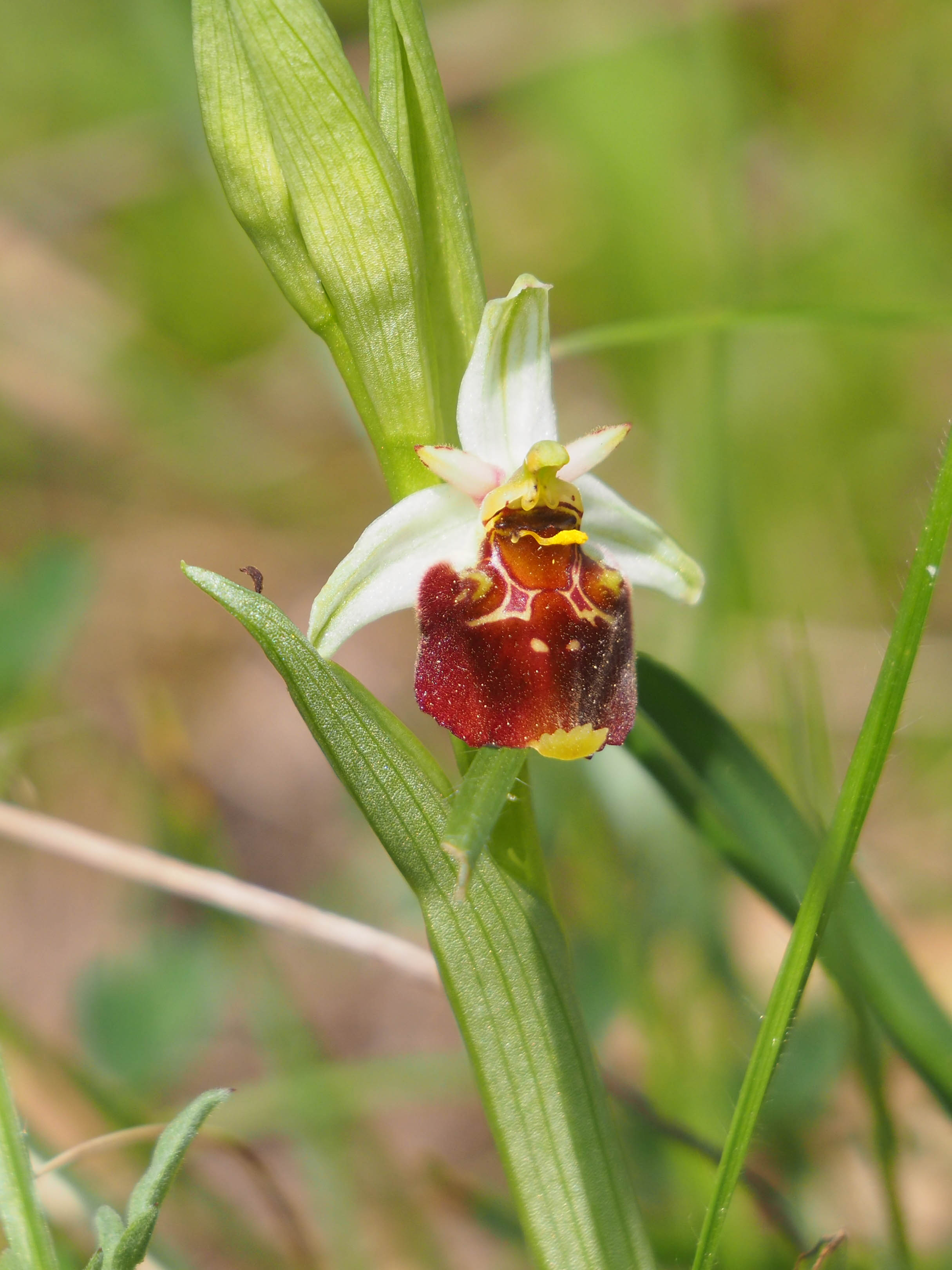 Ophrys apifera_stgeorgen.jpg