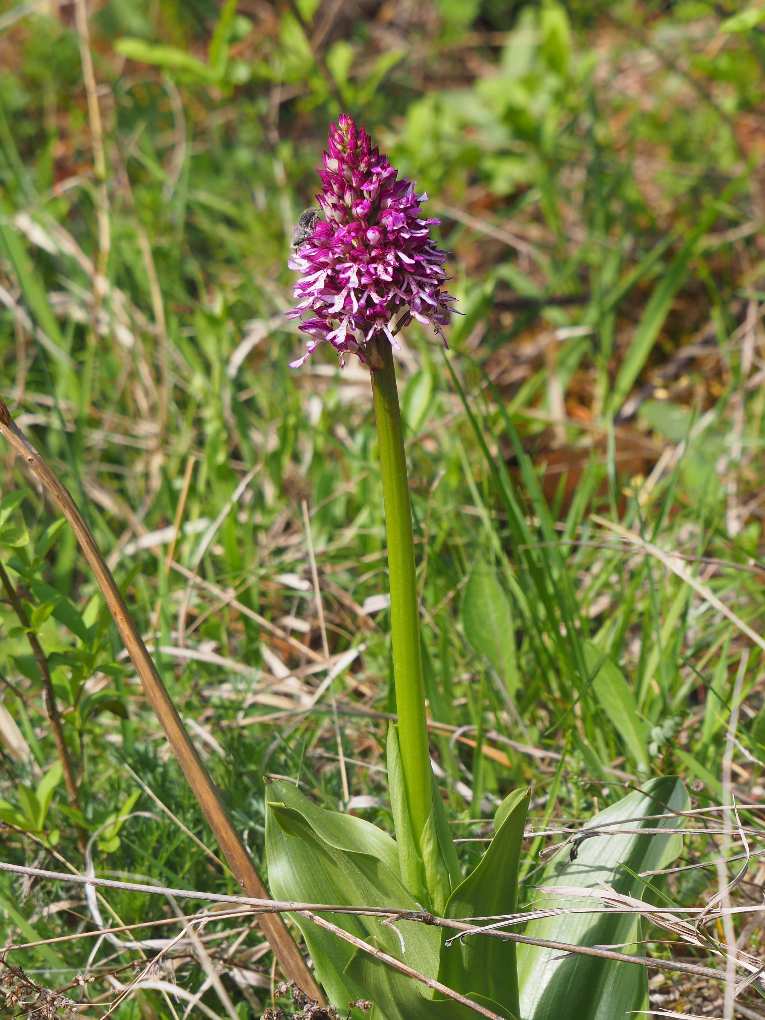 Orchis purpurea_stgeorgen.jpg