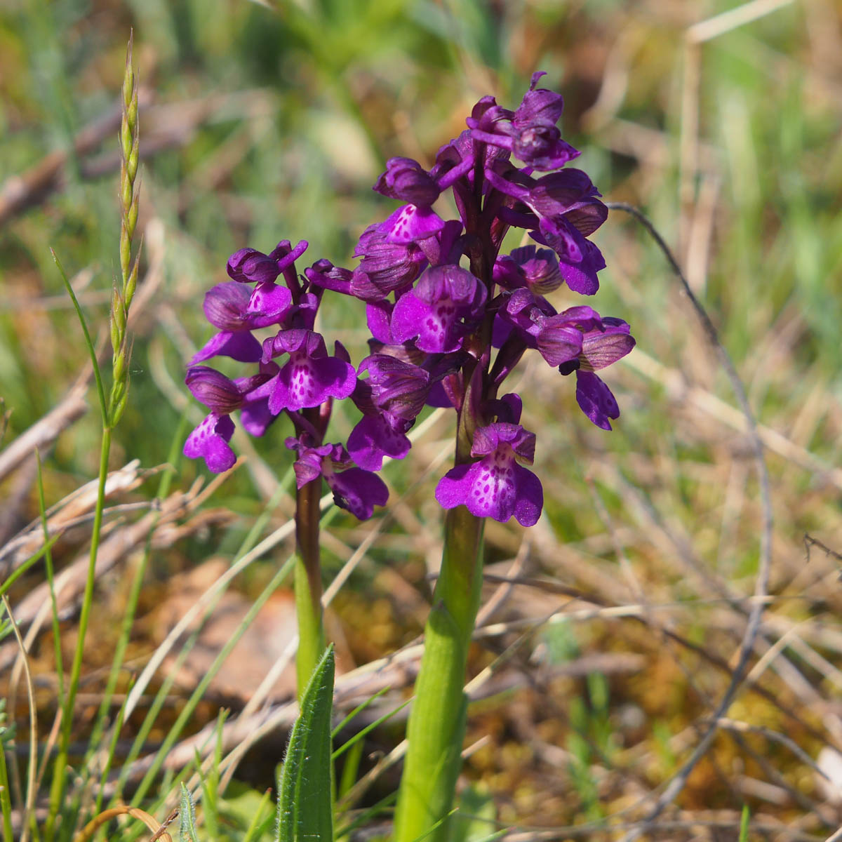 Anacamptis morio_siegendorf.jpg