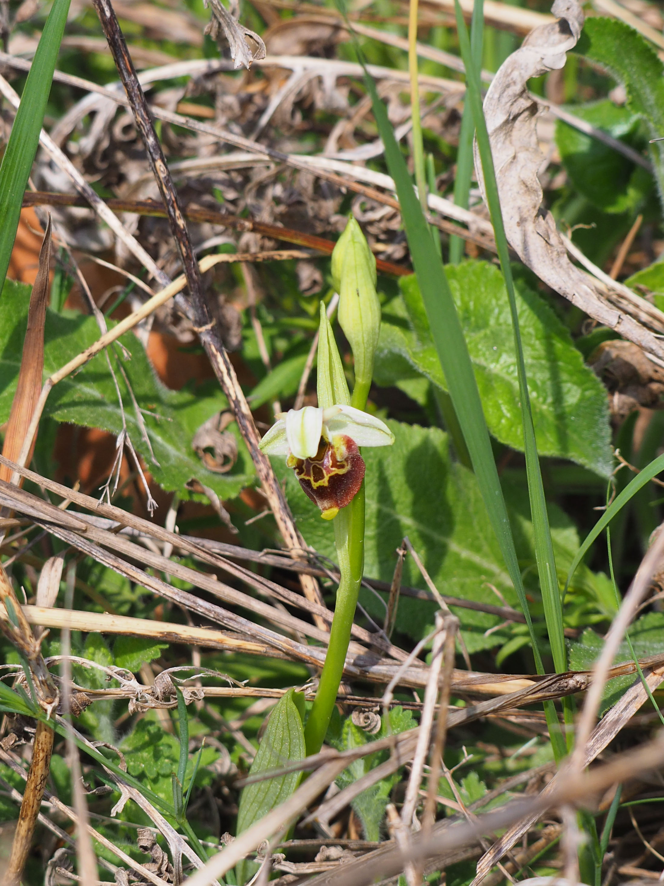 Ophrys holoserica_stgeorgen.jpg