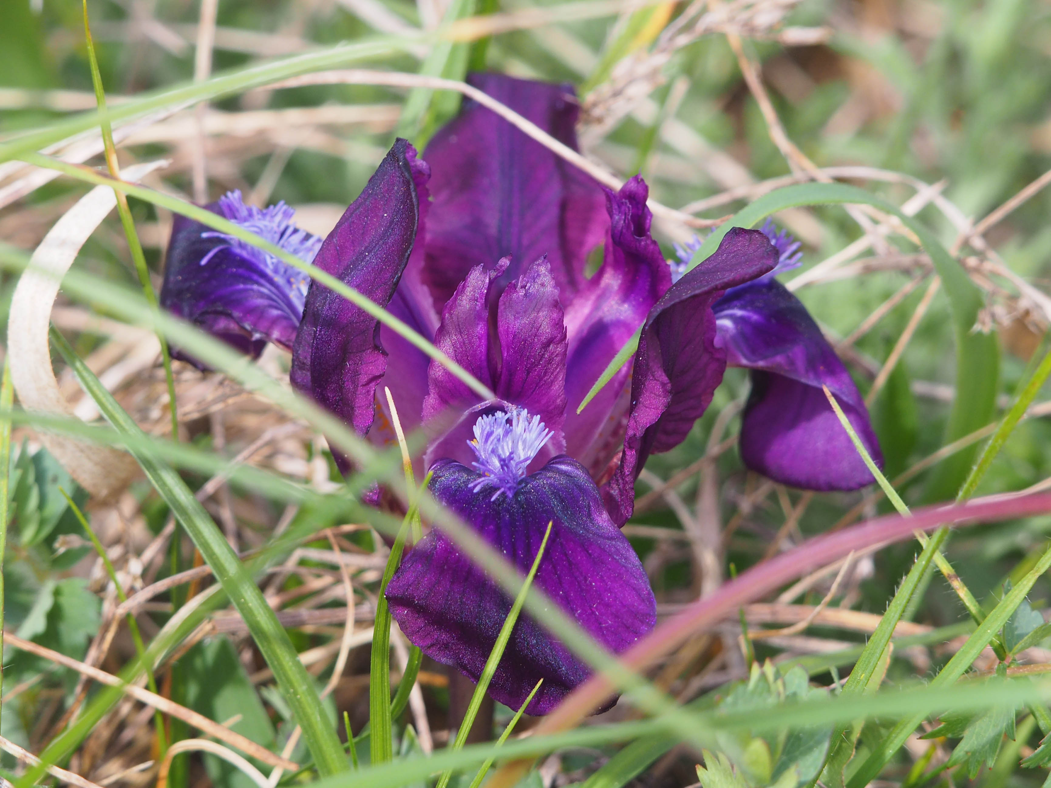 Iris pumila2_thenau.jpg