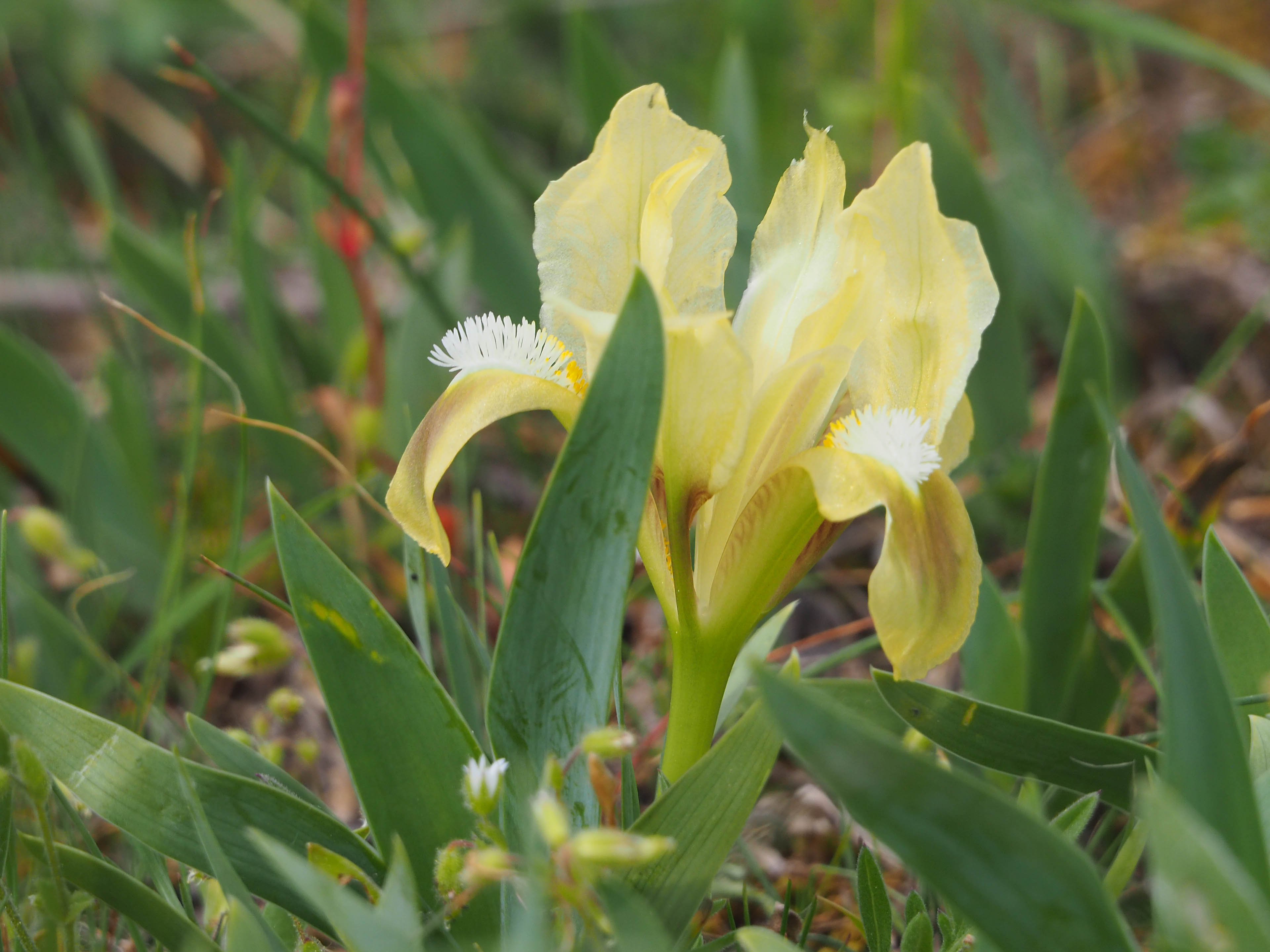 Iris pumila_thenau.jpg