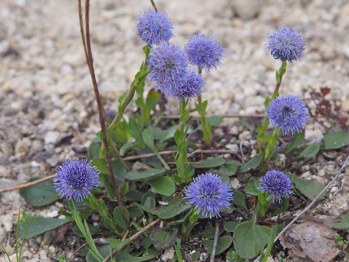 Globularia bisnagarica_thenau.jpg