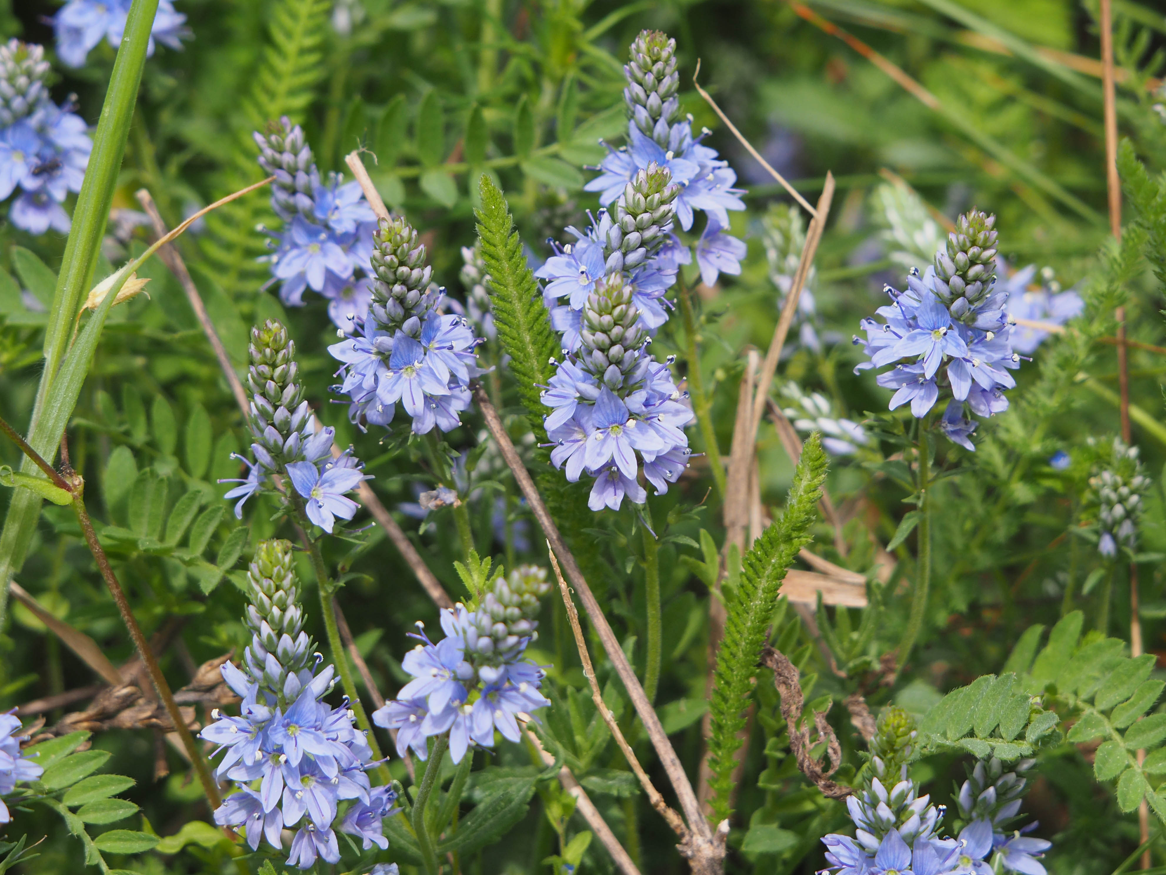 Veronica prostrata_thenau.jpg