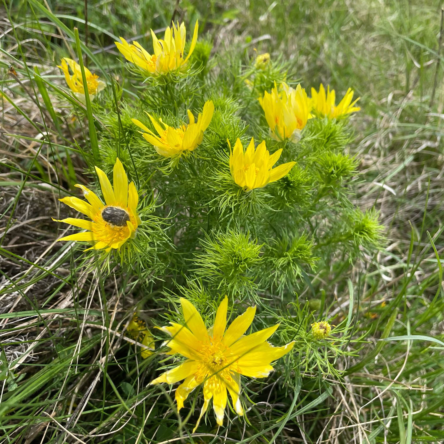 Adonis vernalis_thenau.jpg