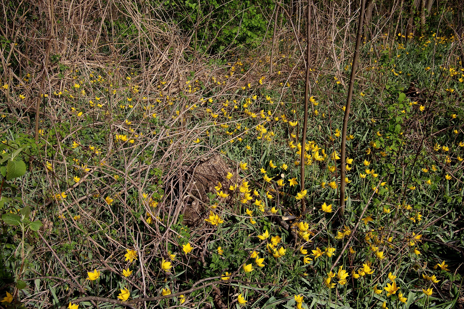 Seibersdorf - 29032024 - (7) -  - Tulipa sylvestris - Weinbergs-Tulpe.JPG