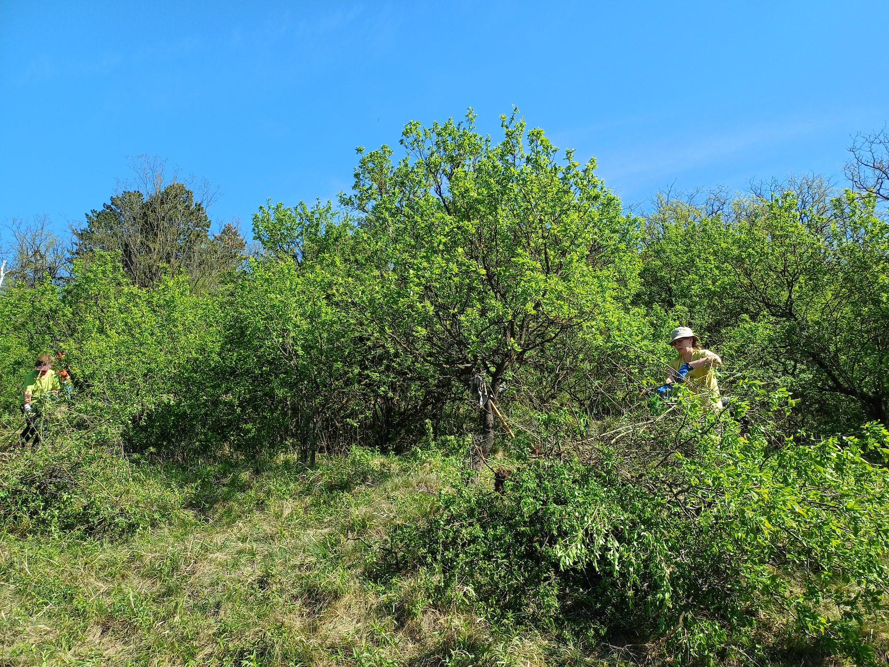 pflegeeinsatz bockstallberg 20240413_111744.jpg