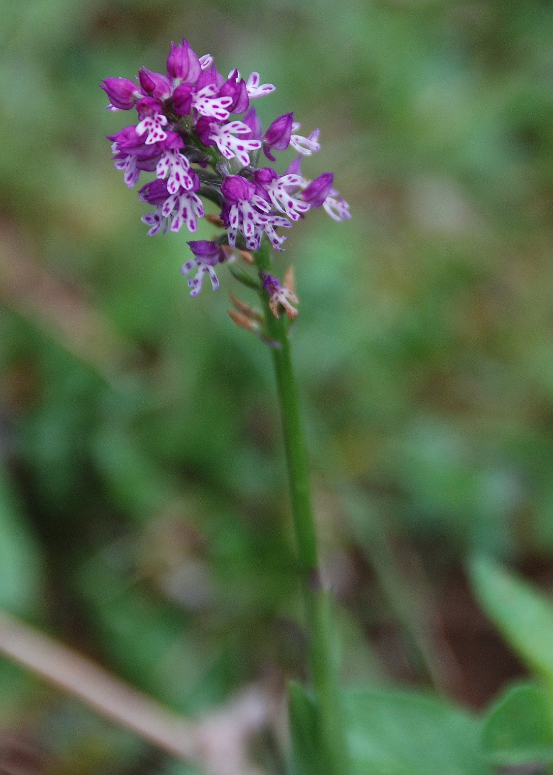 Lilienfeld - 12052018-(22).JPG