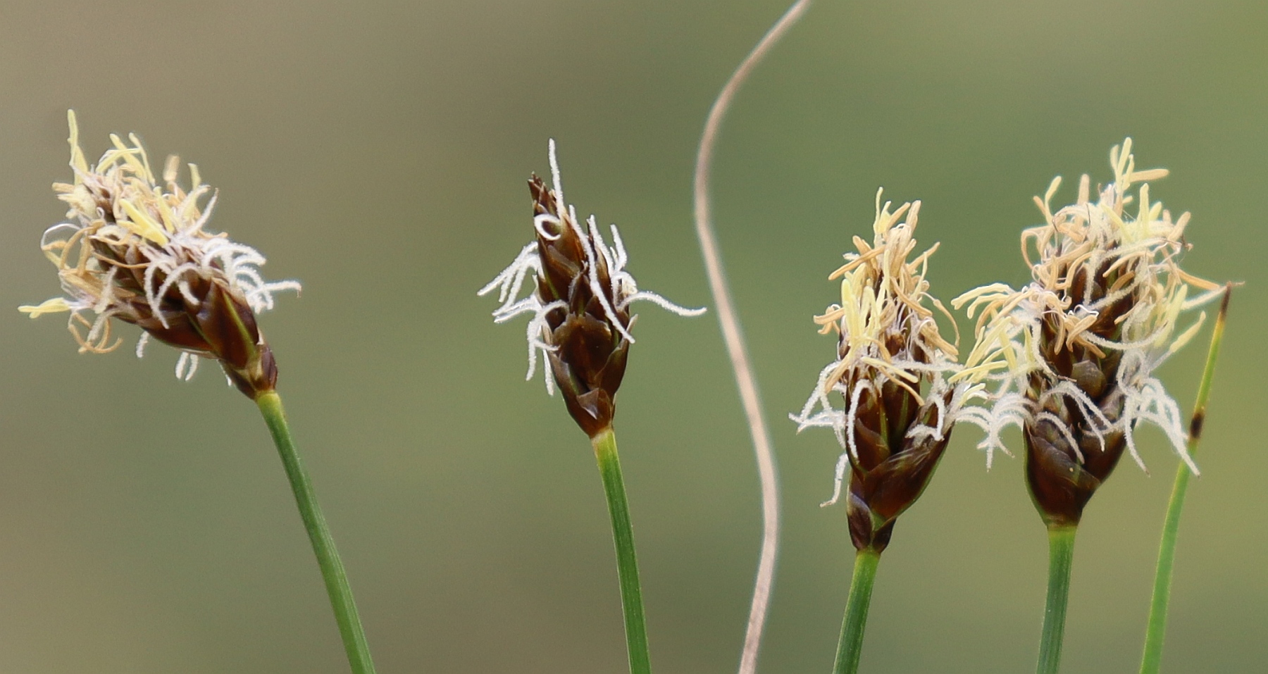 Carex stenophylla Huehnerbuehel S Grafendorf_20240401_09.jpg