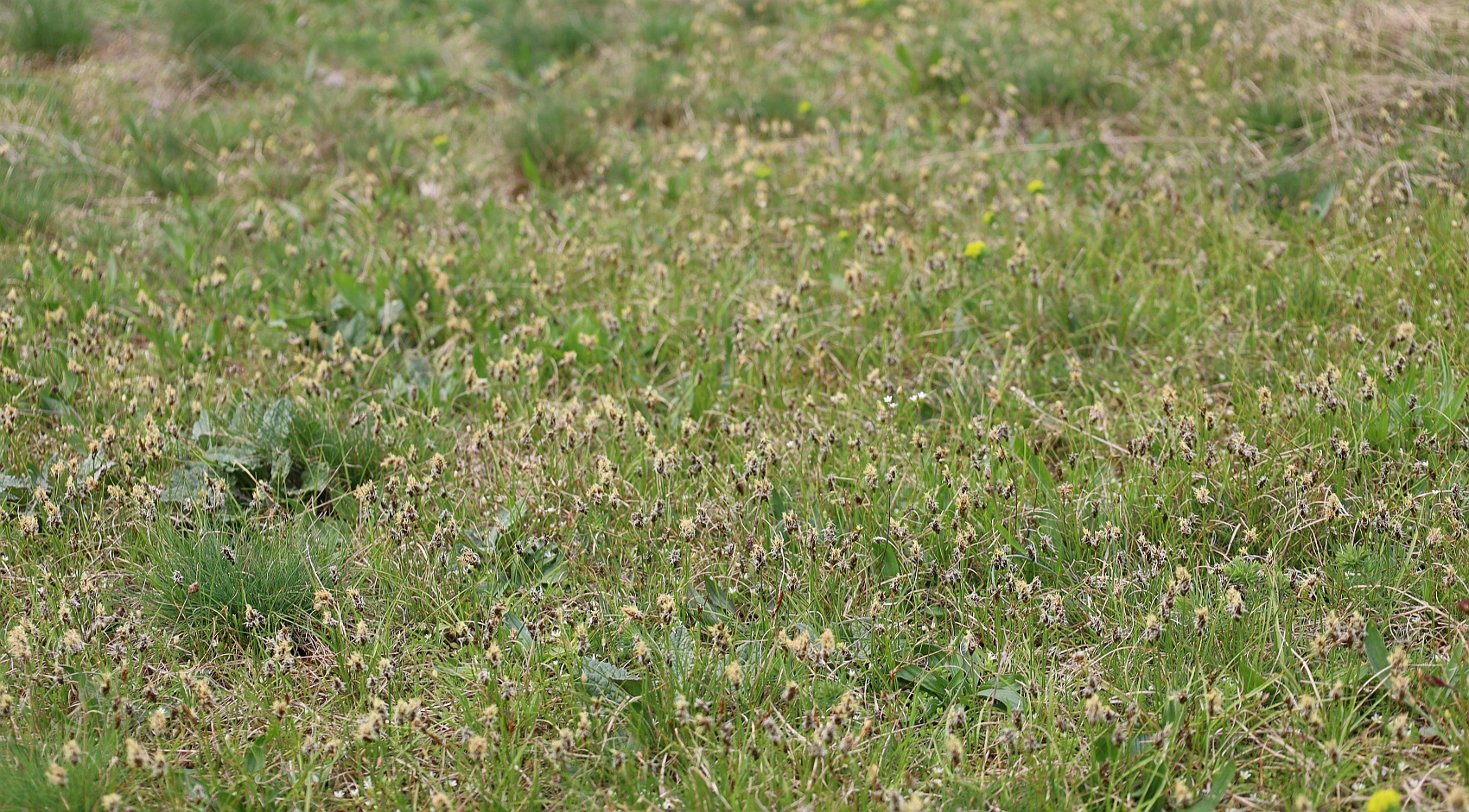 Carex stenophylla Huehnerbuehel S Grafendorf_20240401_15.jpg