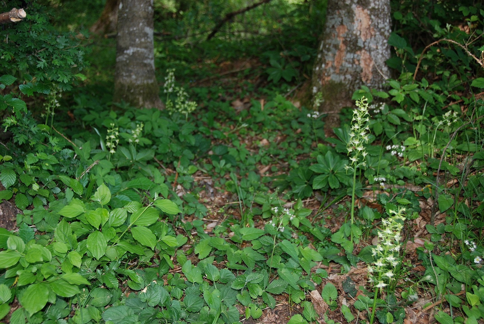 Lilienfeld - 12052018-(77).JPG