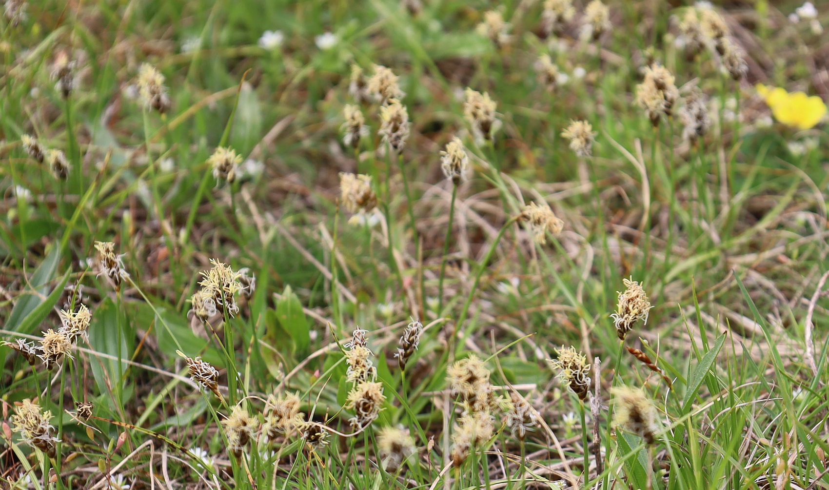 Carex stenophylla Huehnerbuehel S Grafendorf_20240401_18.jpg