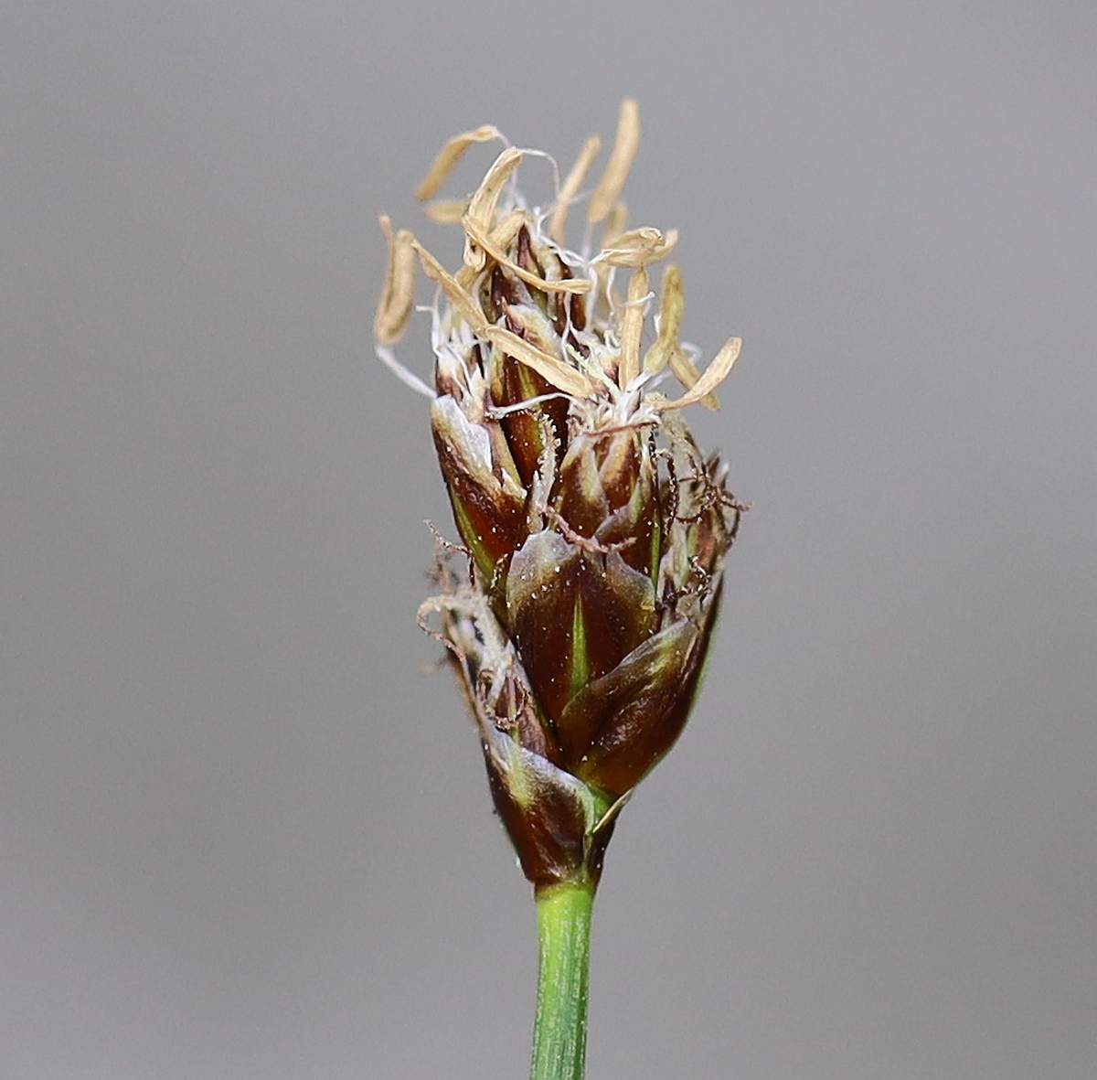 Carex stenophylla Huehnerbuehel S Grafendorf_20240402_26.jpg
