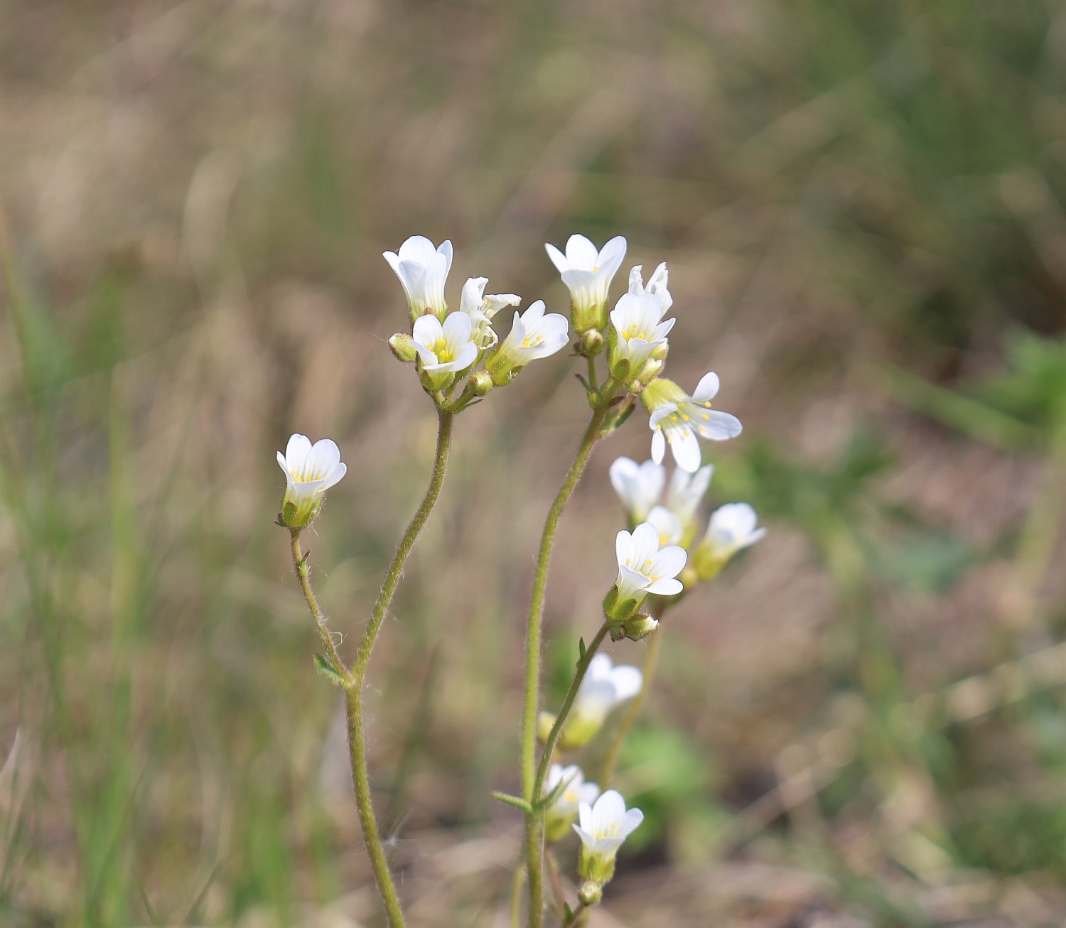 Saxifraga granulata Retz Muzion_20240411_01.jpg