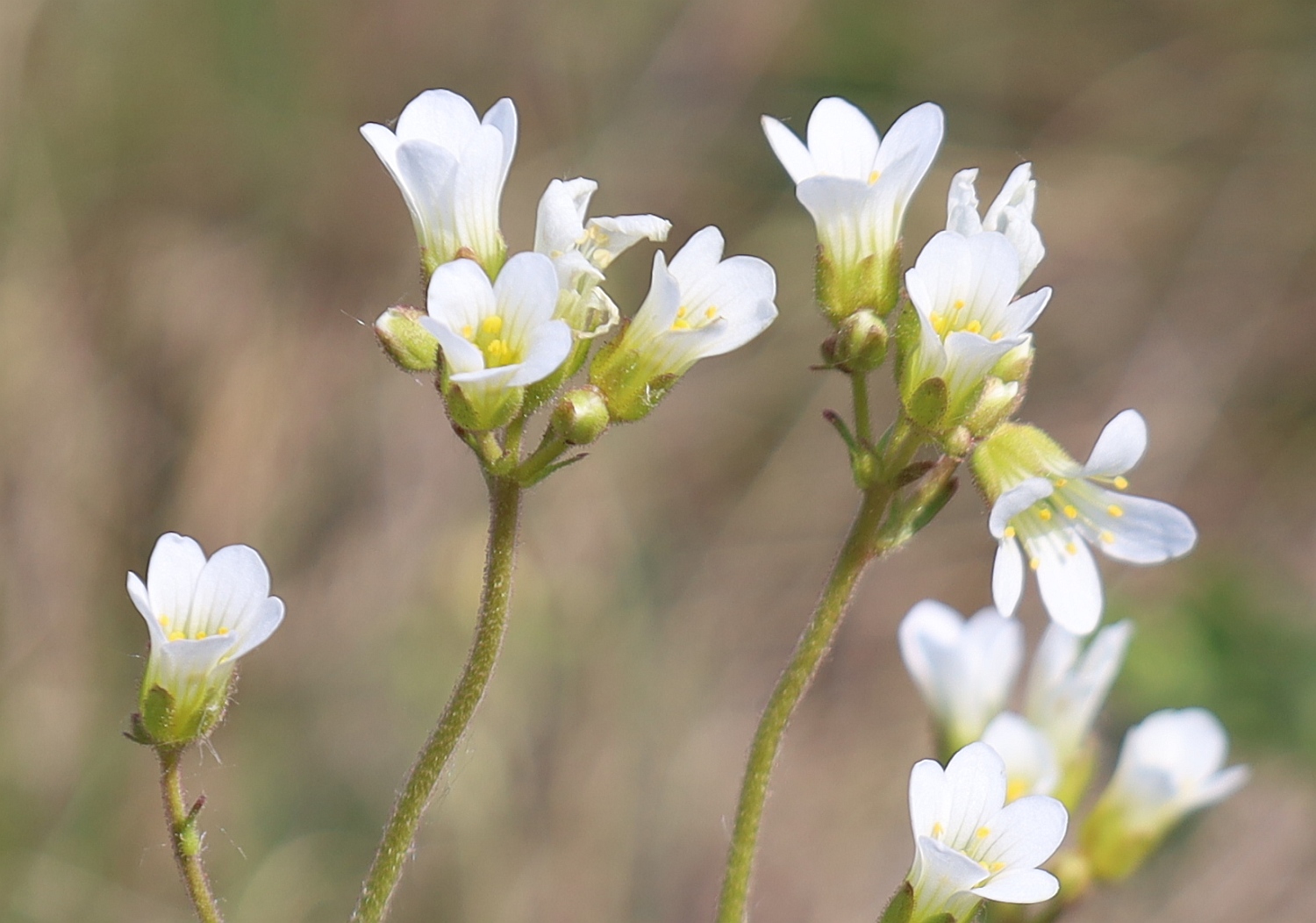 Saxifraga granulata Retz Muzion_20240411_02.jpg