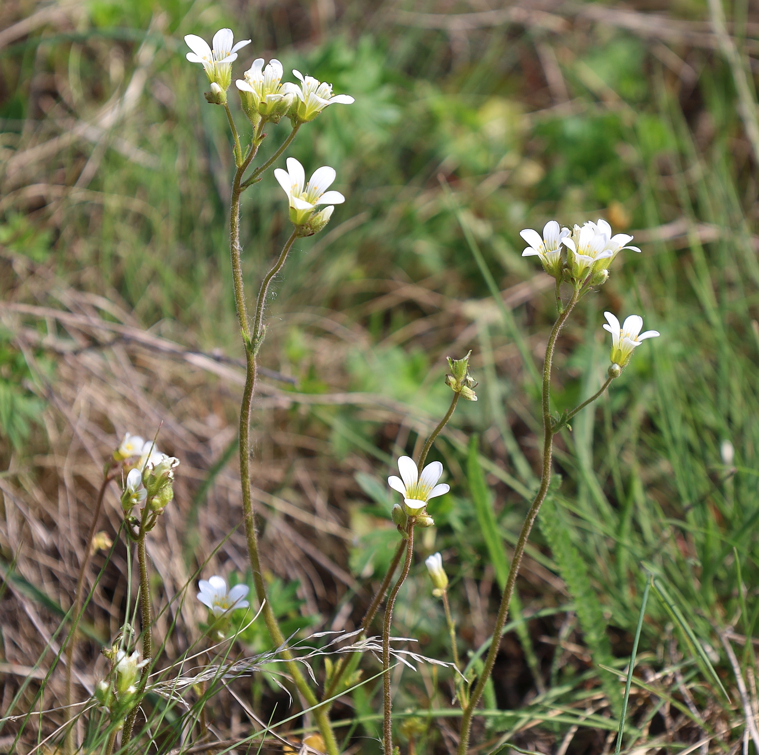 Saxifraga granulata Retz Muzion_20240411_03.jpg