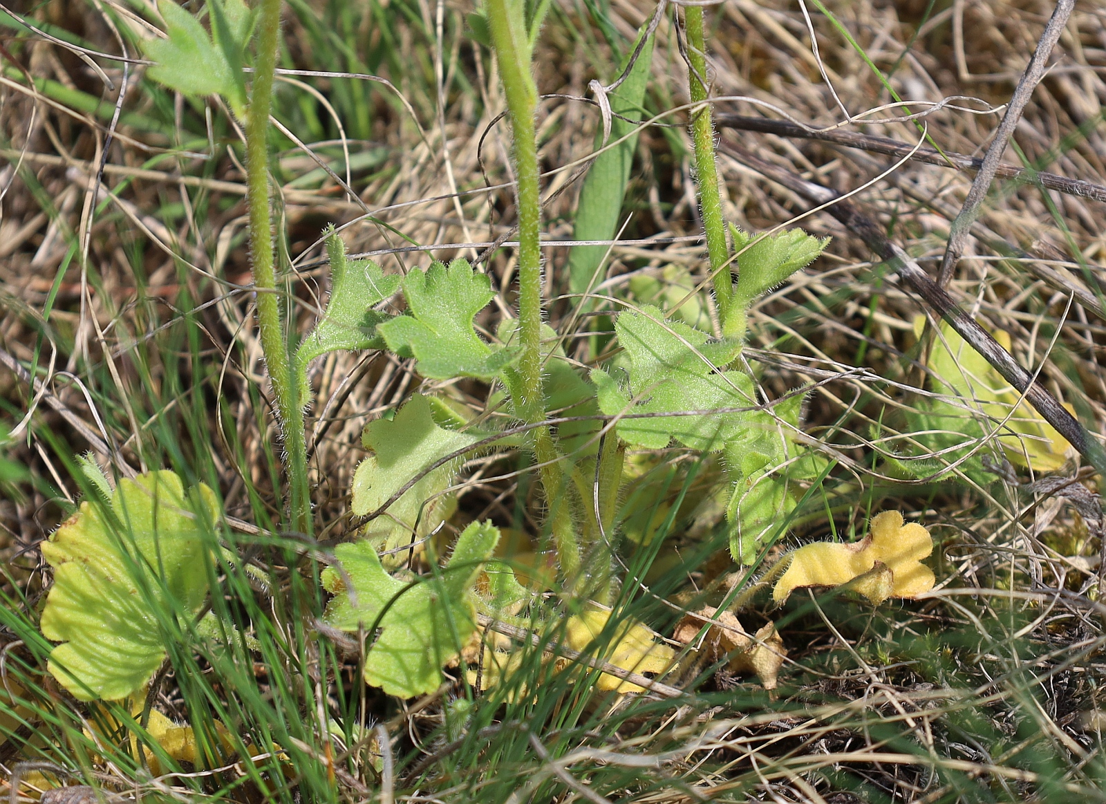 Saxifraga granulata Retz Muzion_20240411_08.jpg