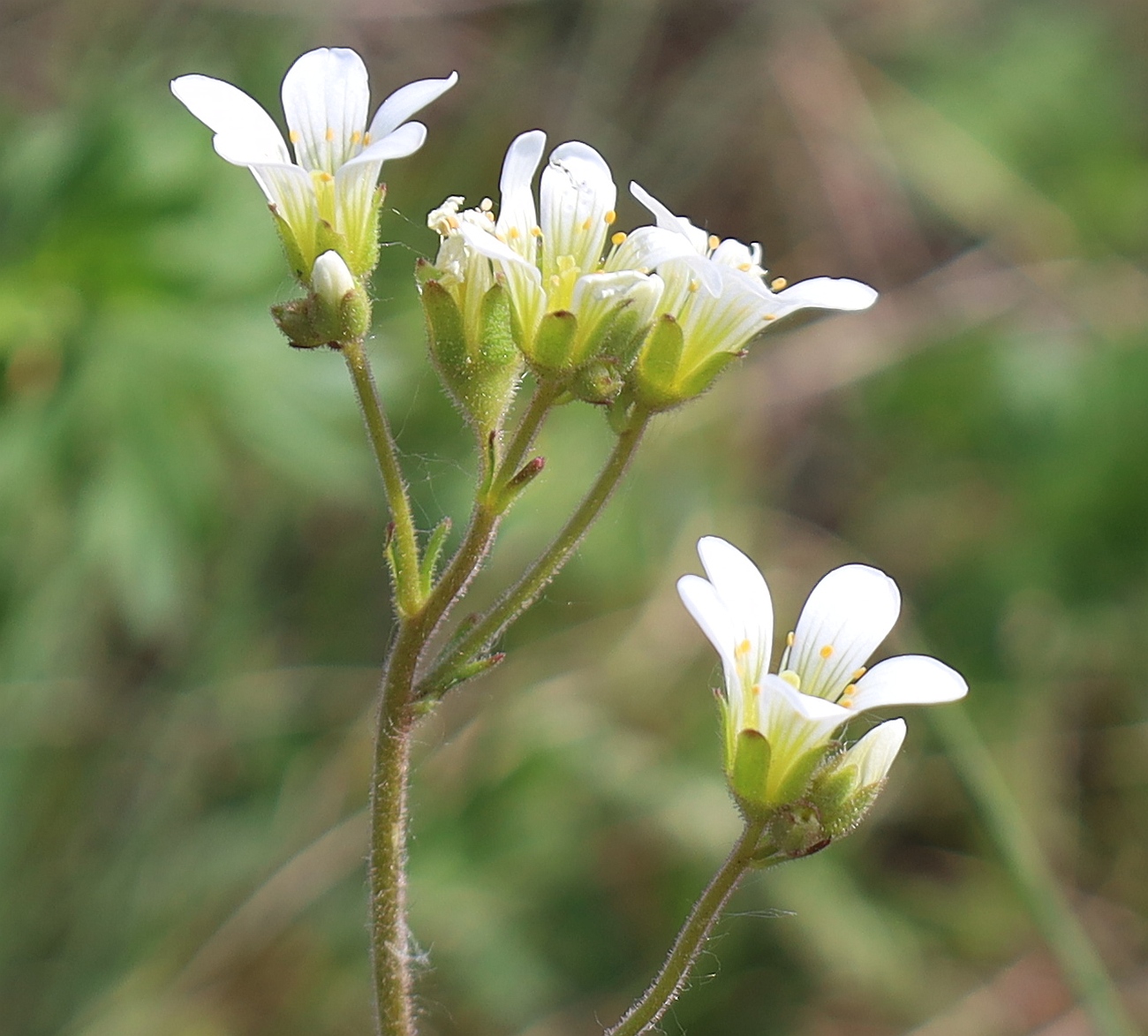 Saxifraga granulata Retz Muzion_20240411_11.jpg