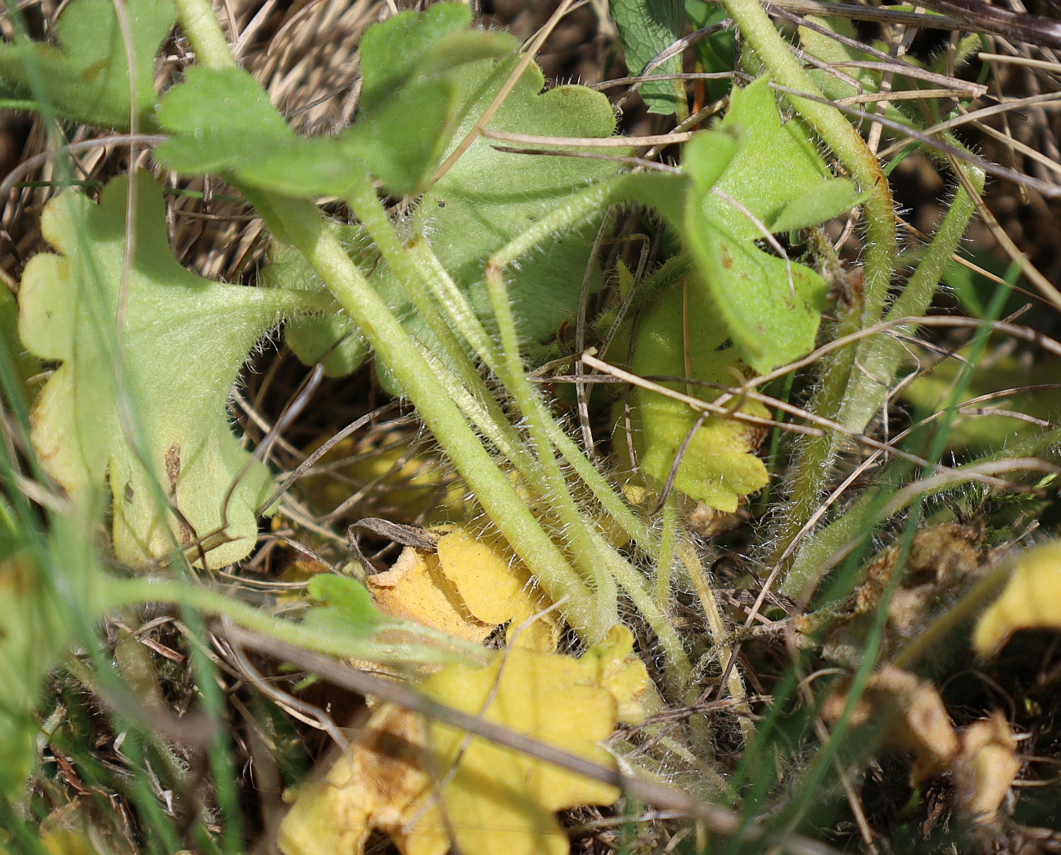 Saxifraga granulata Retz Muzion_20240411_12.jpg