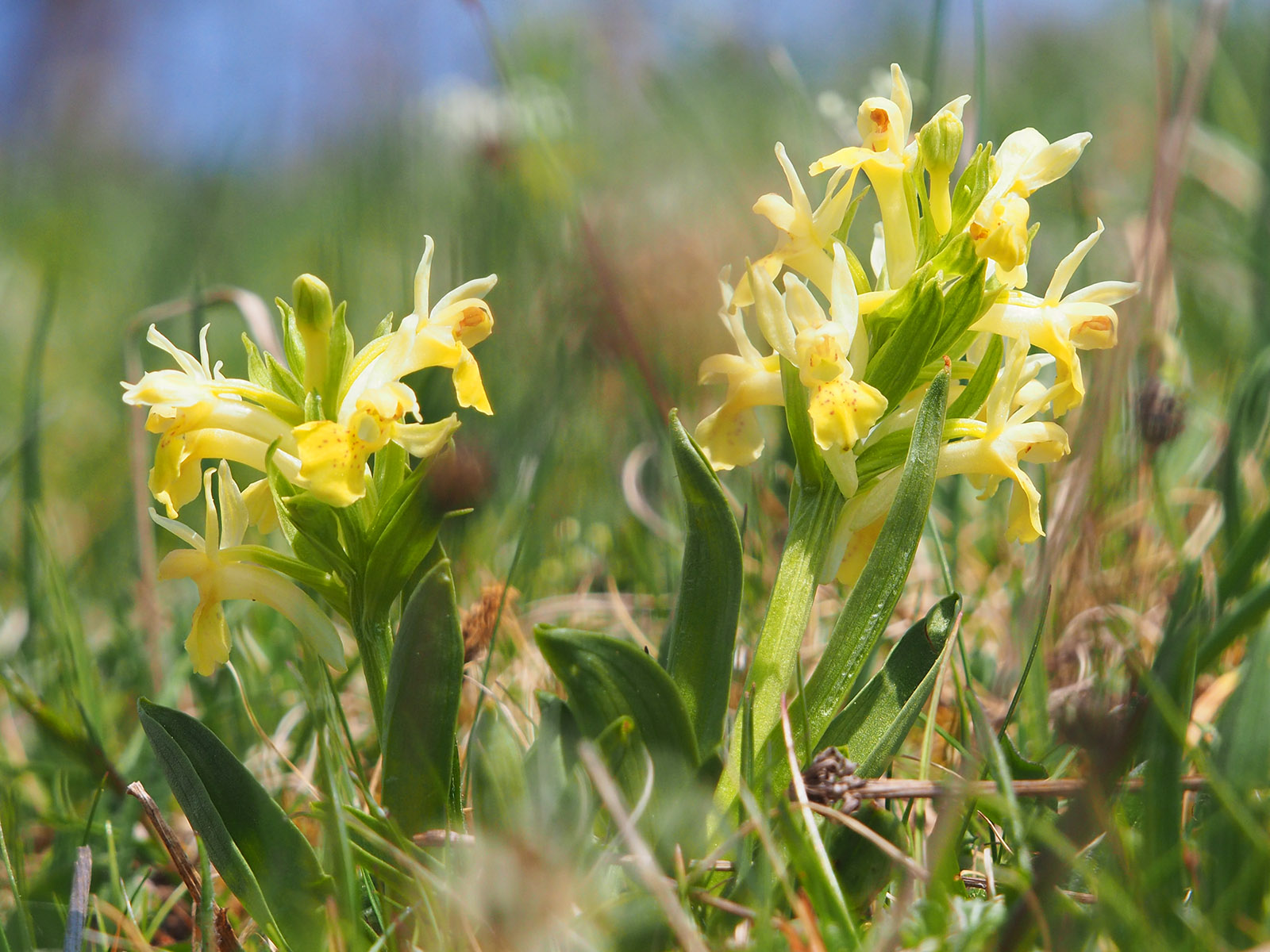 Dactylorhiza sambucina2_fragneralm.jpg