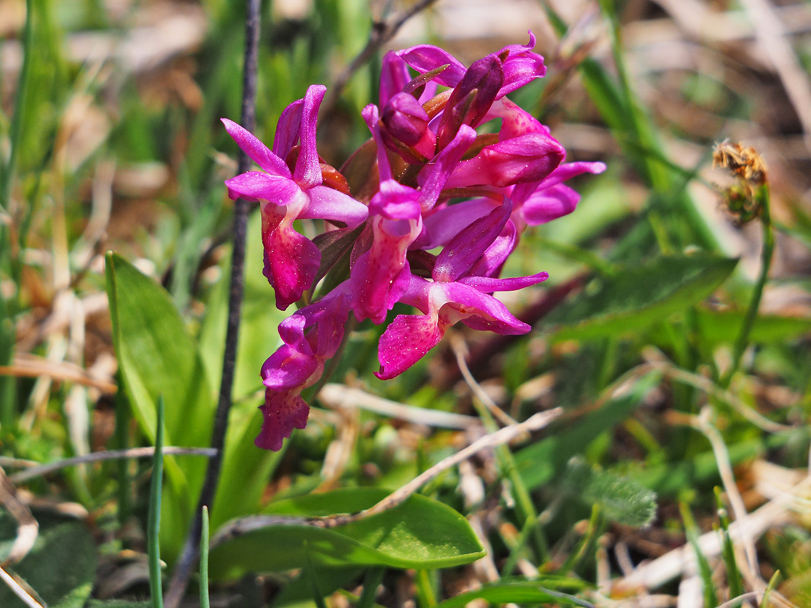 Dactylorhiza sambucina1_fragneralm.jpg