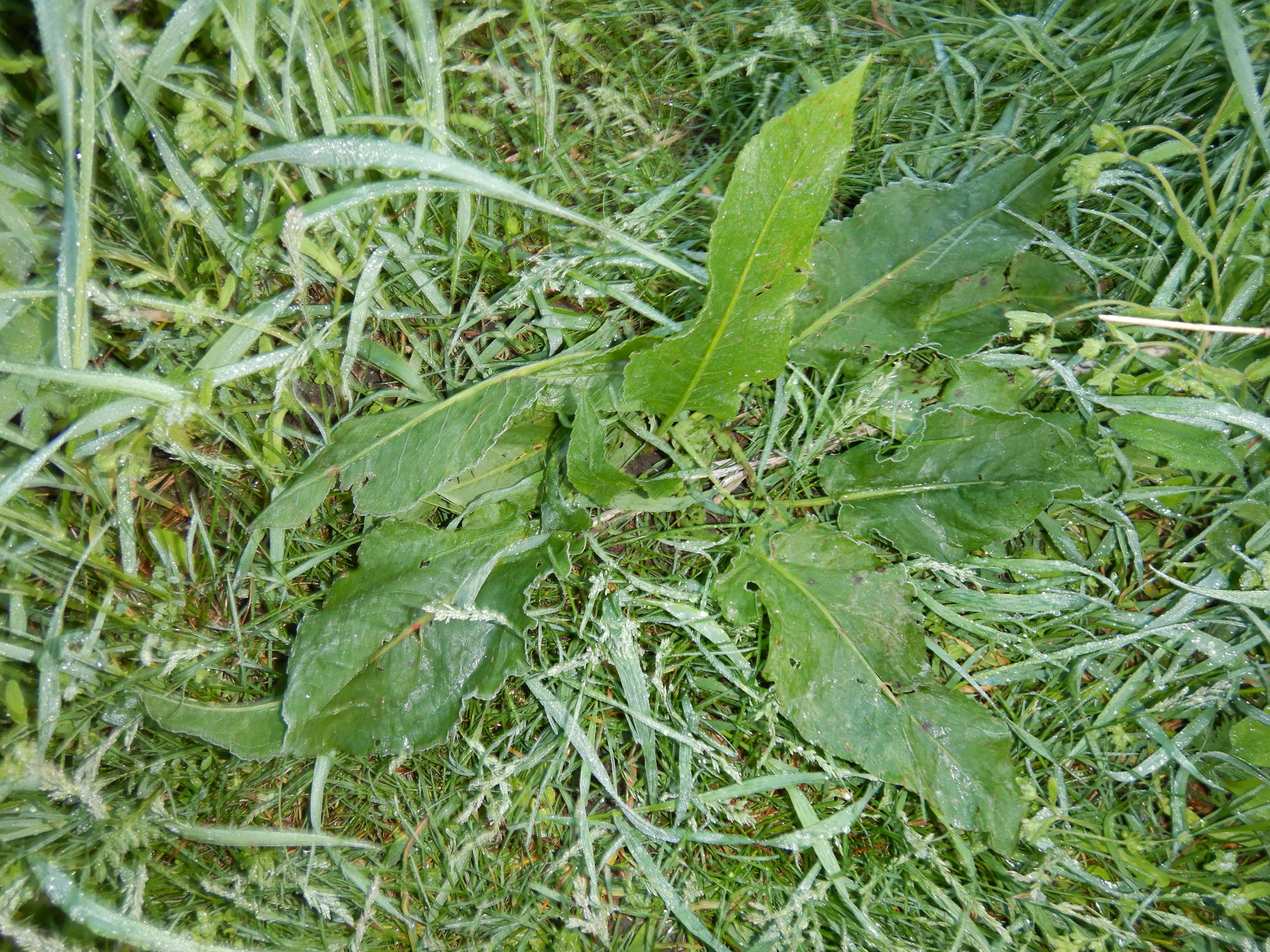 DSCN8155 eisblumen prellenkirchen 2024-04-19 rumex patientia.jpg