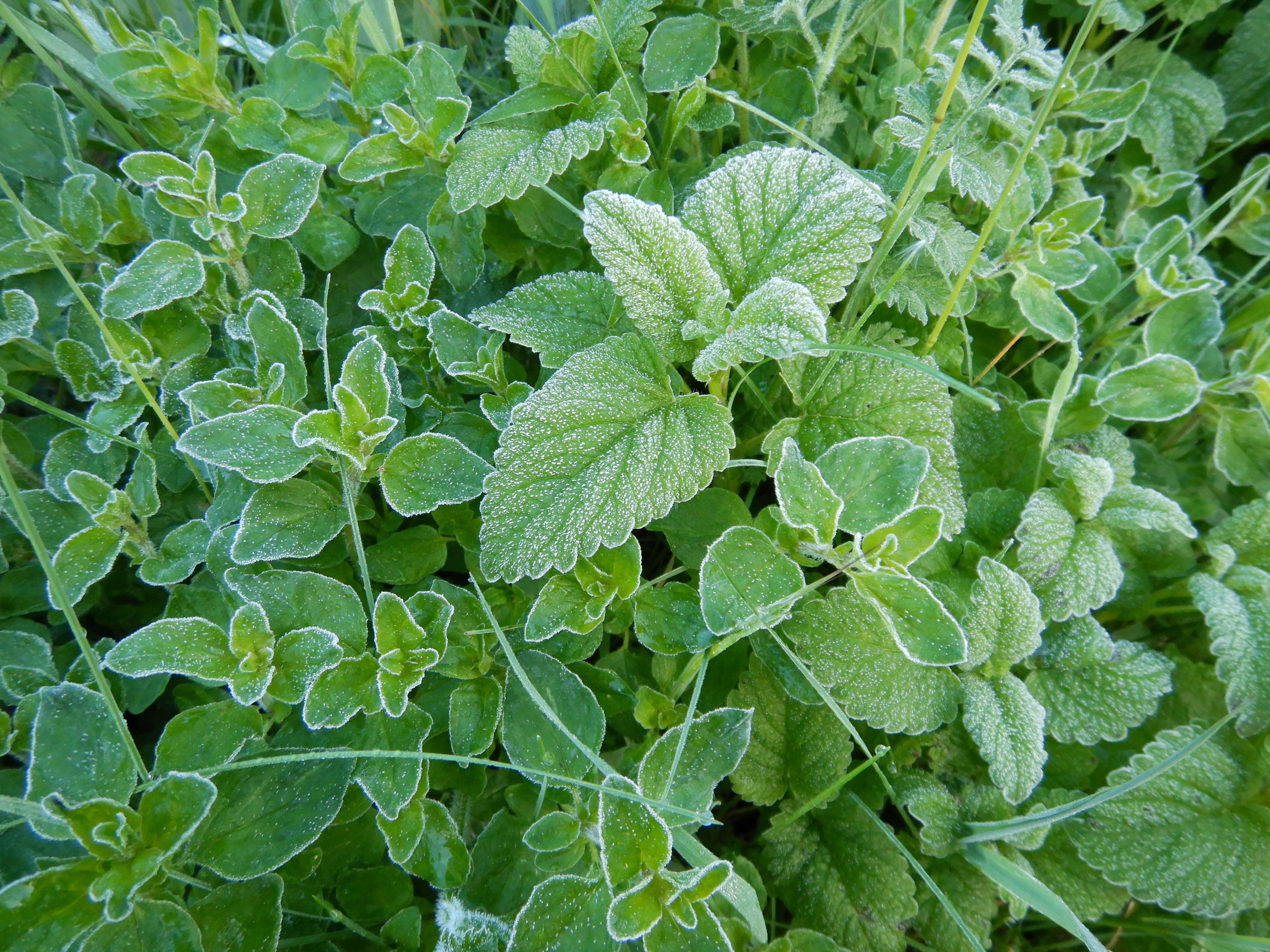 DSCN8157 eisblumen prellenkirchen 2024-04-19 melissa officinalis, origanum vulgare.jpg