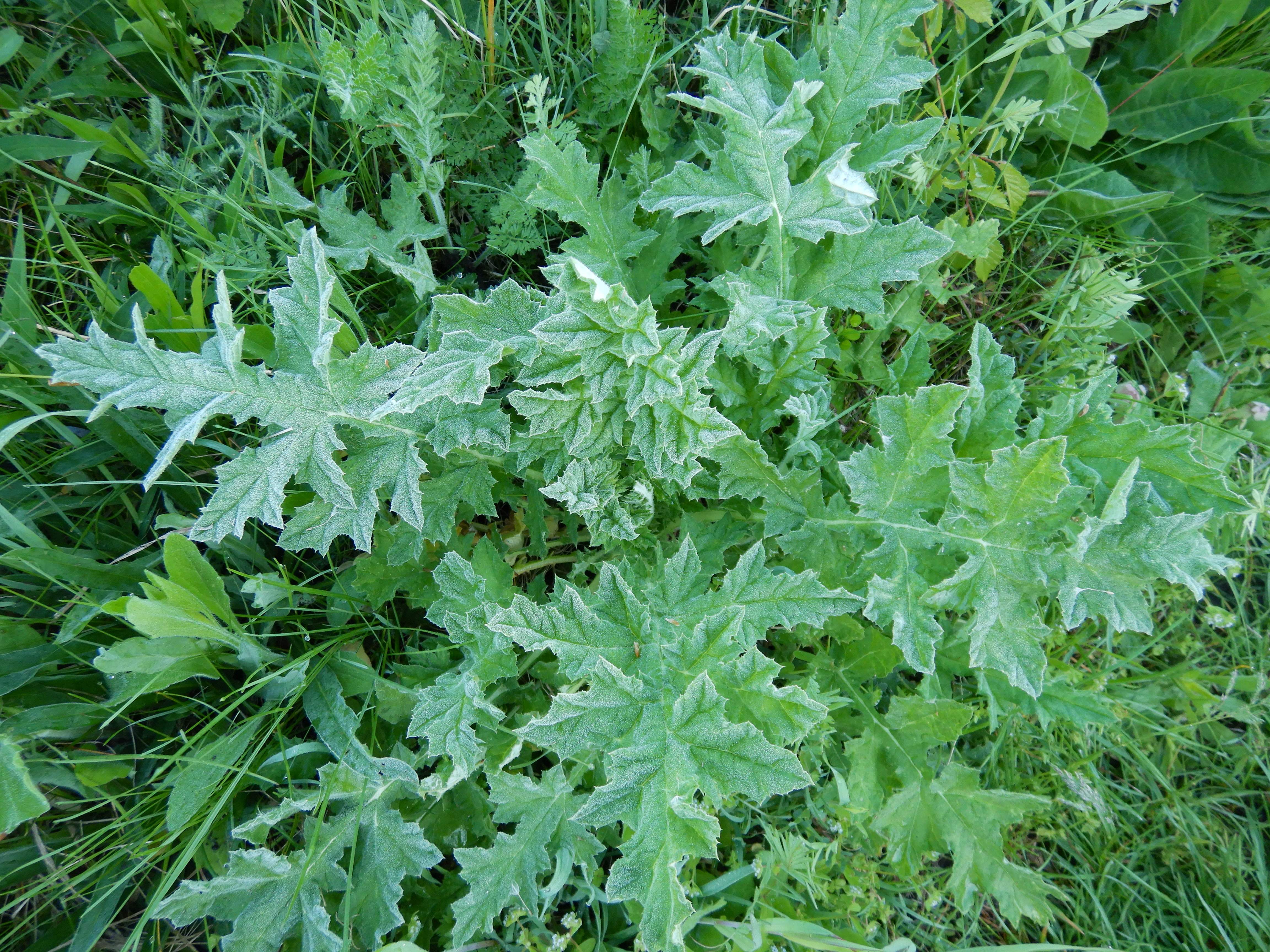 DSCN8692 eisblumen, prellenkirchen-mitte, 2024-04-21, echinops sphaerocephalus.jpg